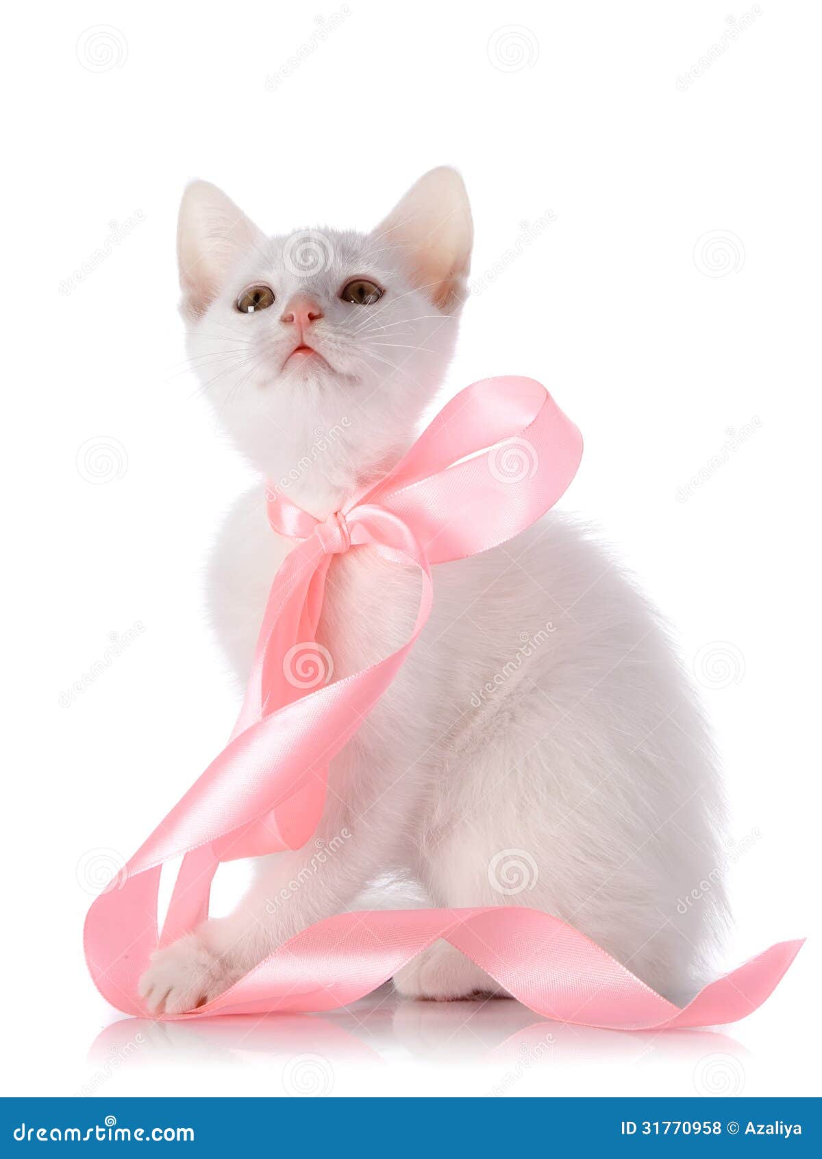 Кот с бантиком