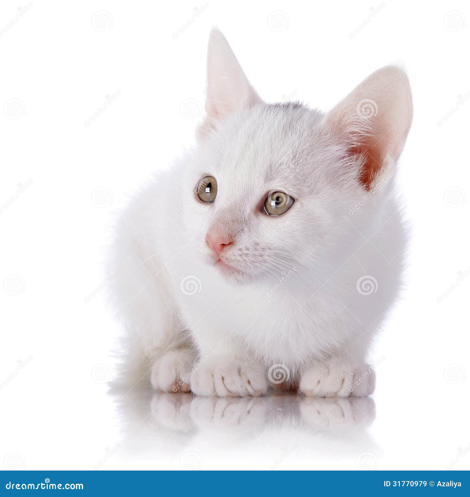 Белый котёнок на белом фоне