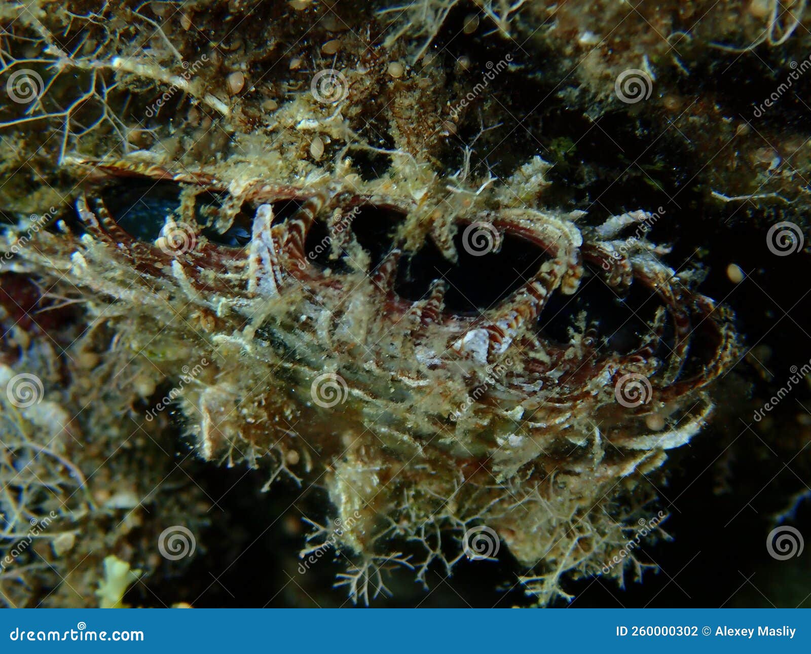 биклапан моллюск раскрашенный жемчужный устрик Pinctada Radiata закрылсяпод морским эгейским морем Стоковое Фото - изображение насчитывающей море,подводно: 260000302