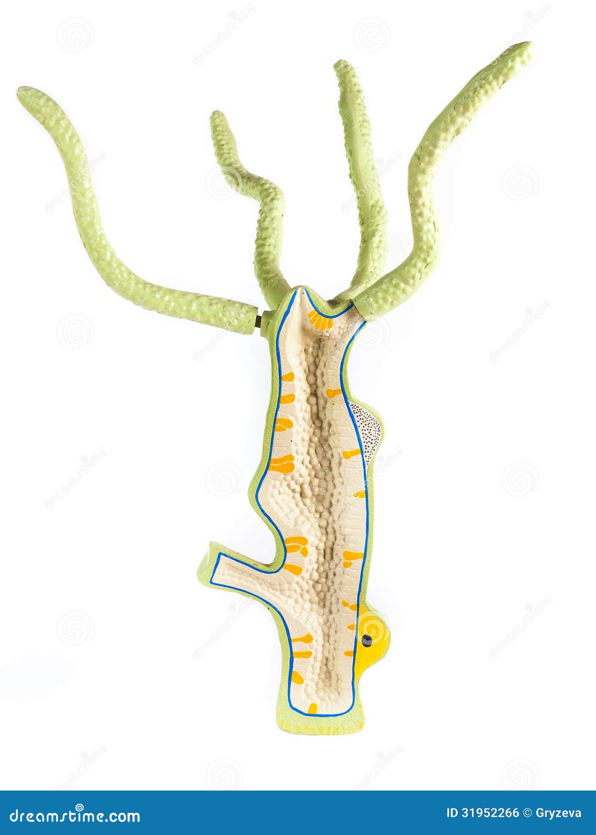 регенерация гидра обыкновенная. биология кишечнополостные гидры. регенерация и размножение гидры. макет гидры пресноводной. макет гидры.