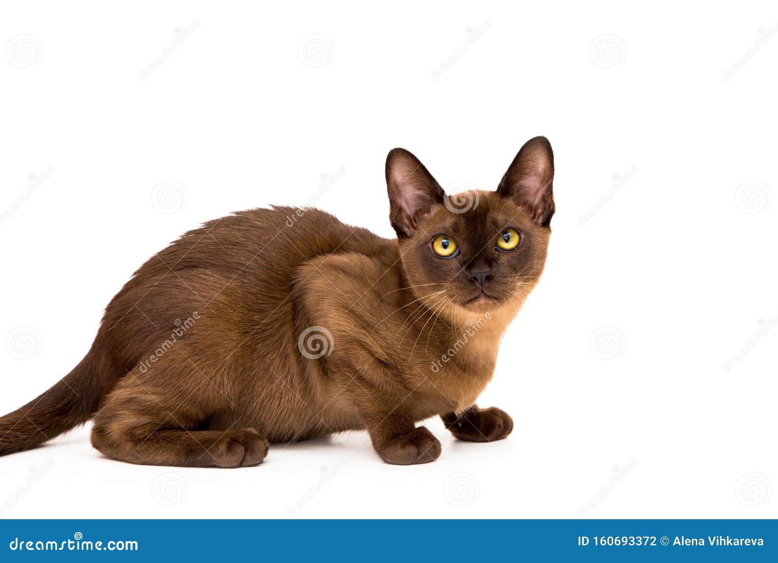 Бирманская Кошка Фото Шоколадного