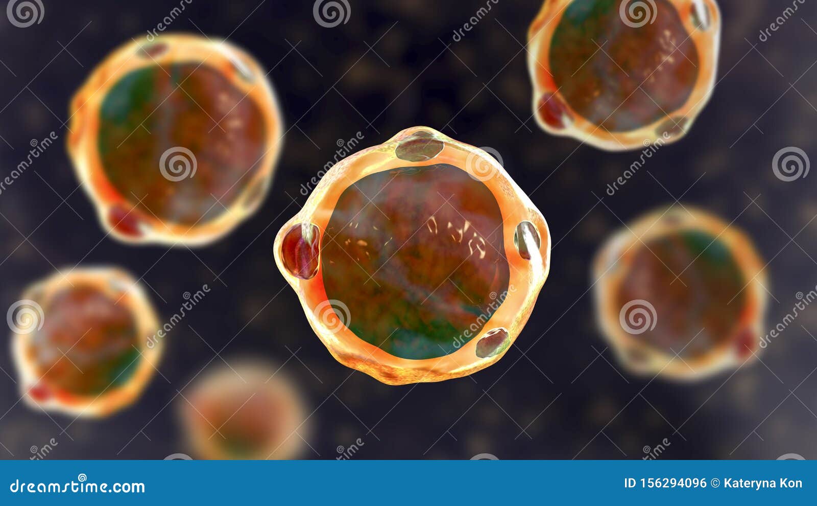 blastocystis hominis parazit