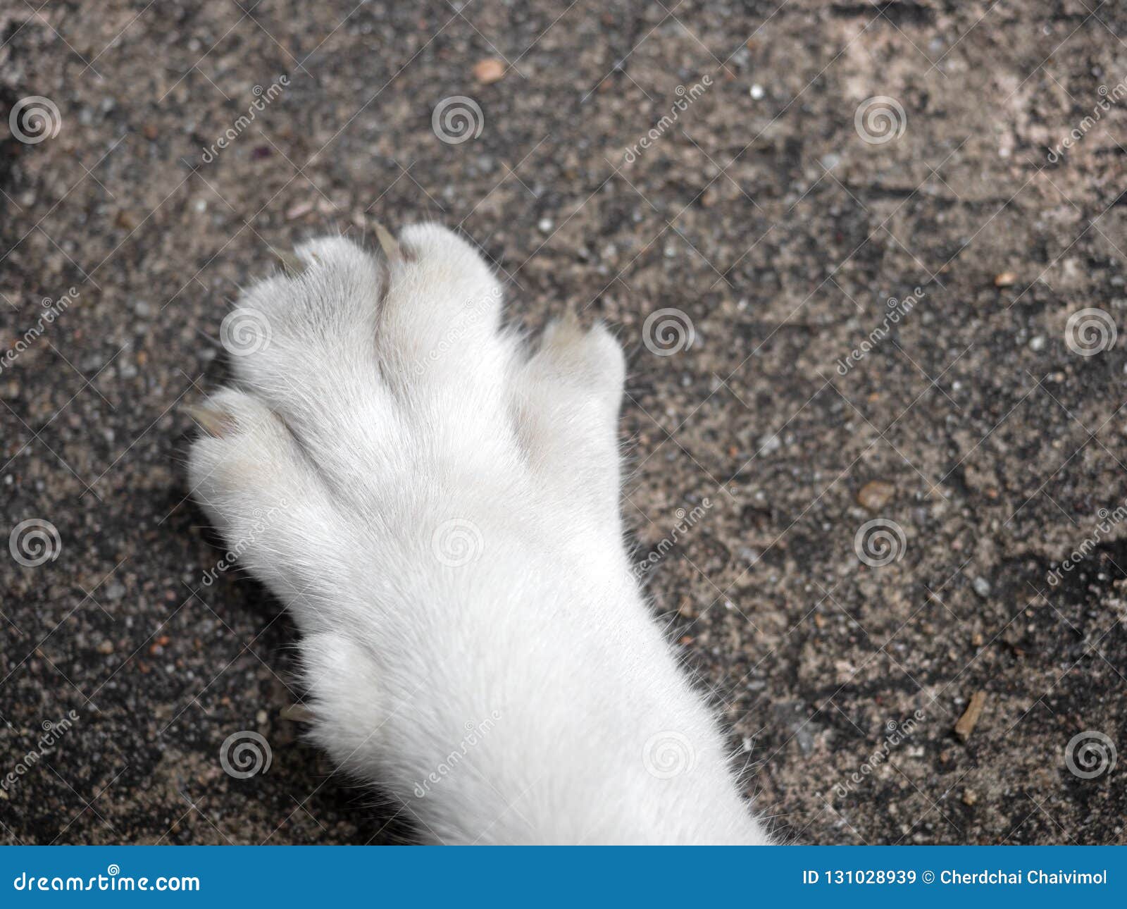 Лапки белые у лесного. Белая лапа кота. Белые лапки. Белые кошачьи лапки. Кот с белыми лапками.