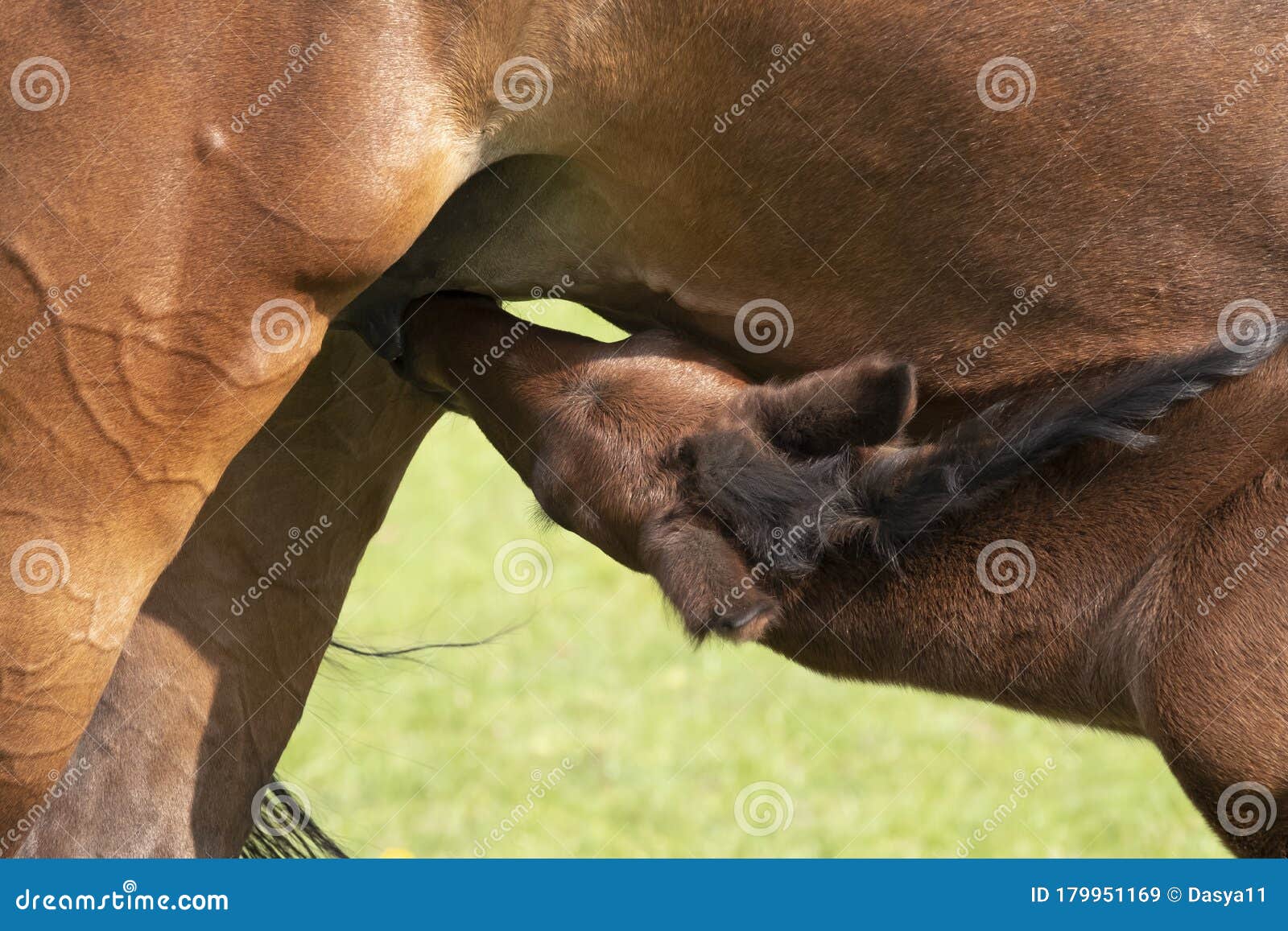 доит коня. лошади пьют молоко. лошади пьют молоко. жеребята сосуны. кобылье молоко.