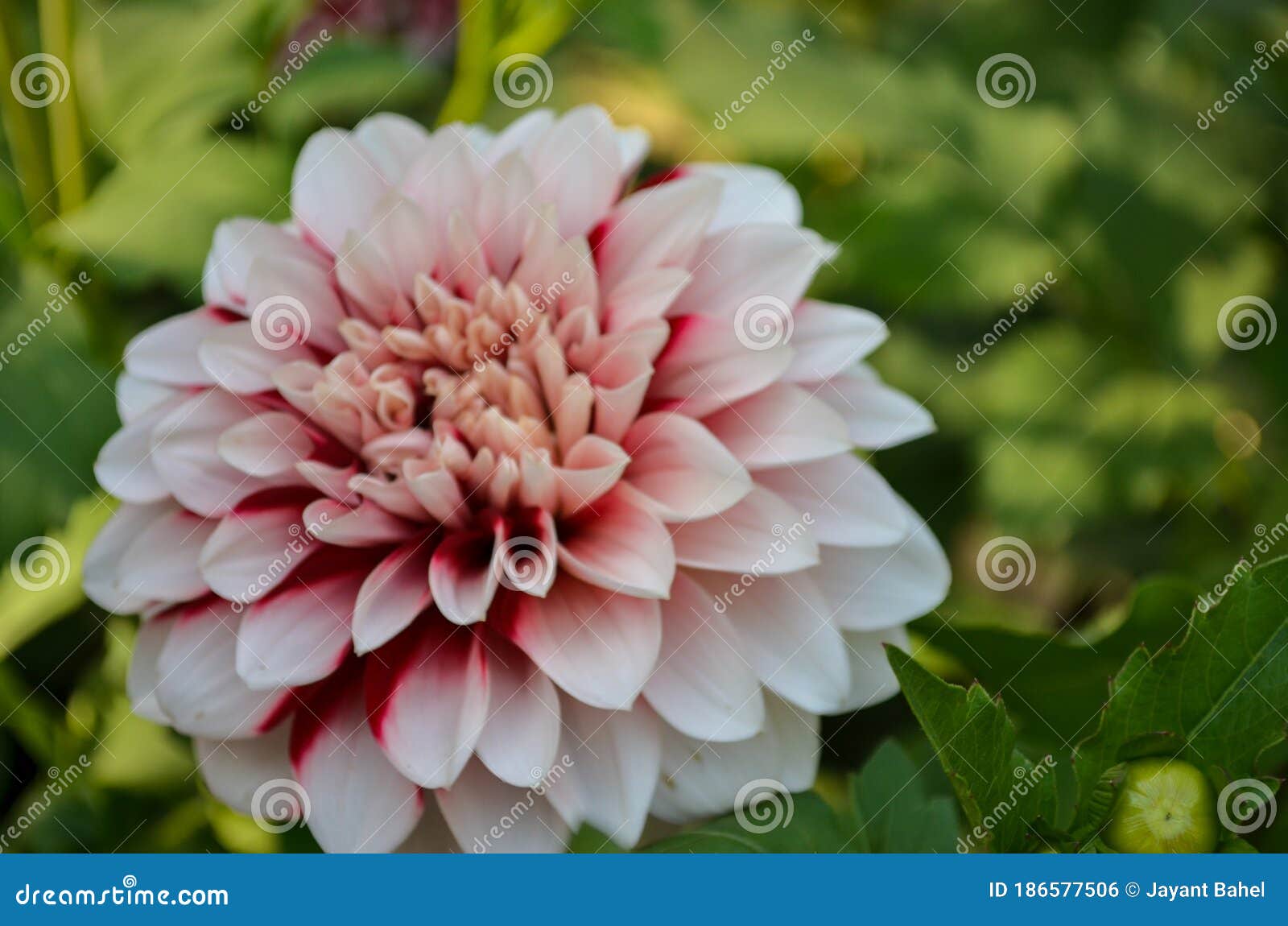 Георгин Императорский Dahlia Imperialis