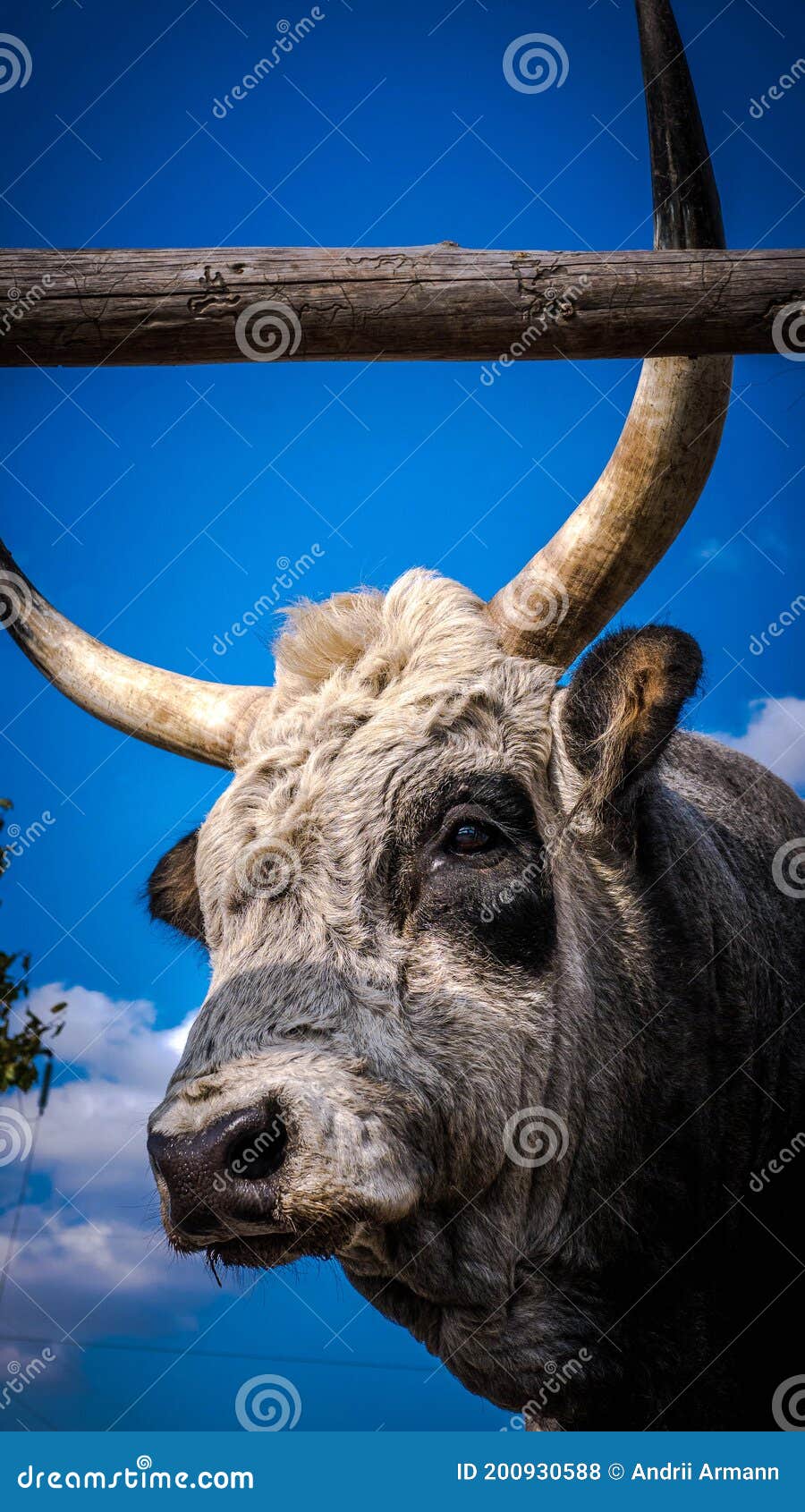 Боевики взорвали Horned голова быка животного коровы на ферме в лугу.  Стоковое Фото - изображение насчитывающей художничества, анимизма: 200930588