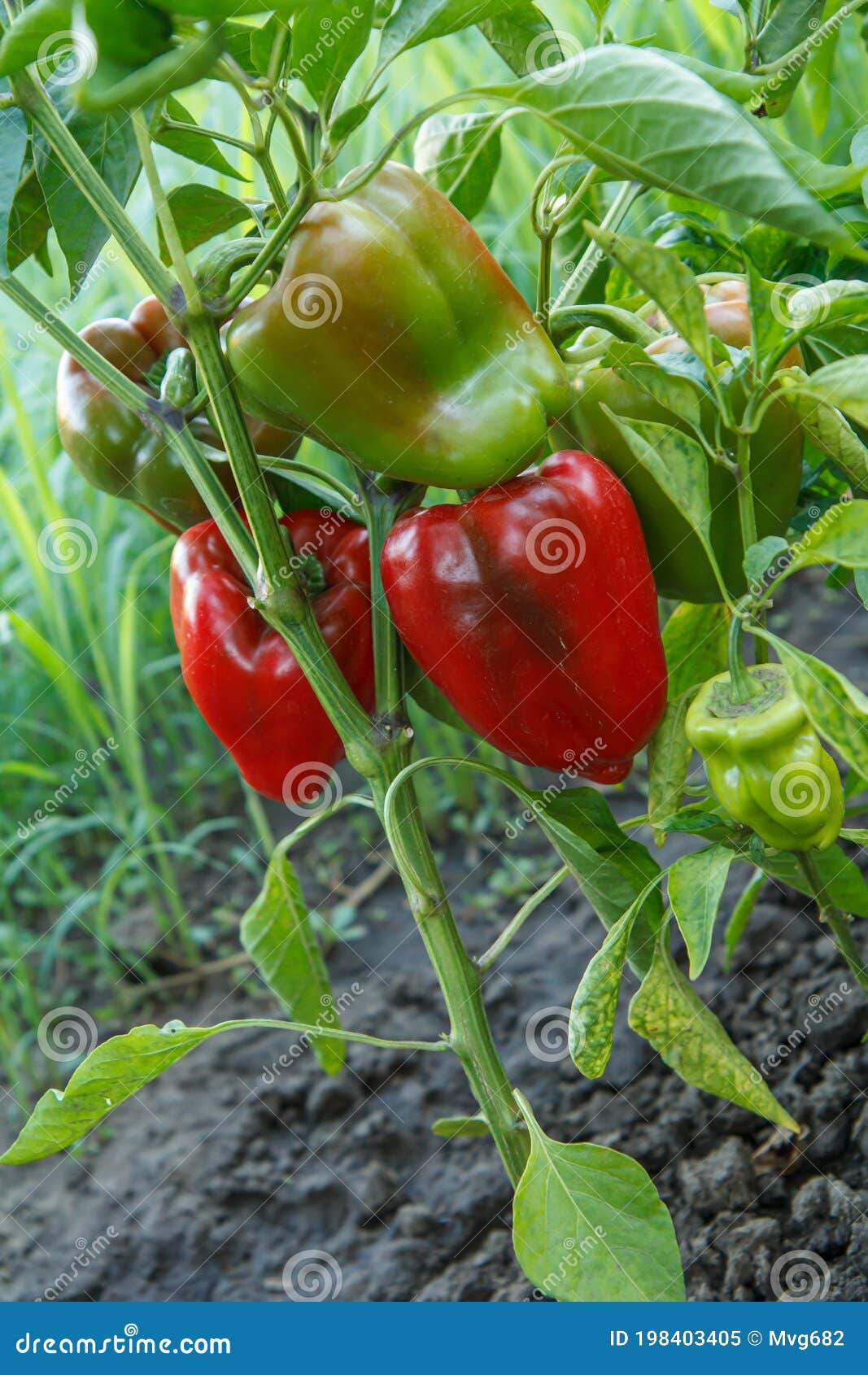 Болгарский перец растет в кустах в саду. Болгарский или сладкий перецСтоковое Изображение - изображение насчитывающей листья, флора: 198403405