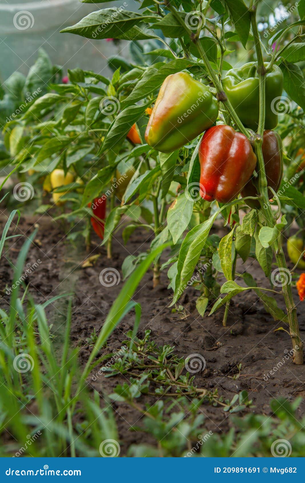 Болгарский перец растет в кустах в саду. Болгарский или сладкий перецСтоковое Изображение - изображение насчитывающей аграрным, колоколов:209891691