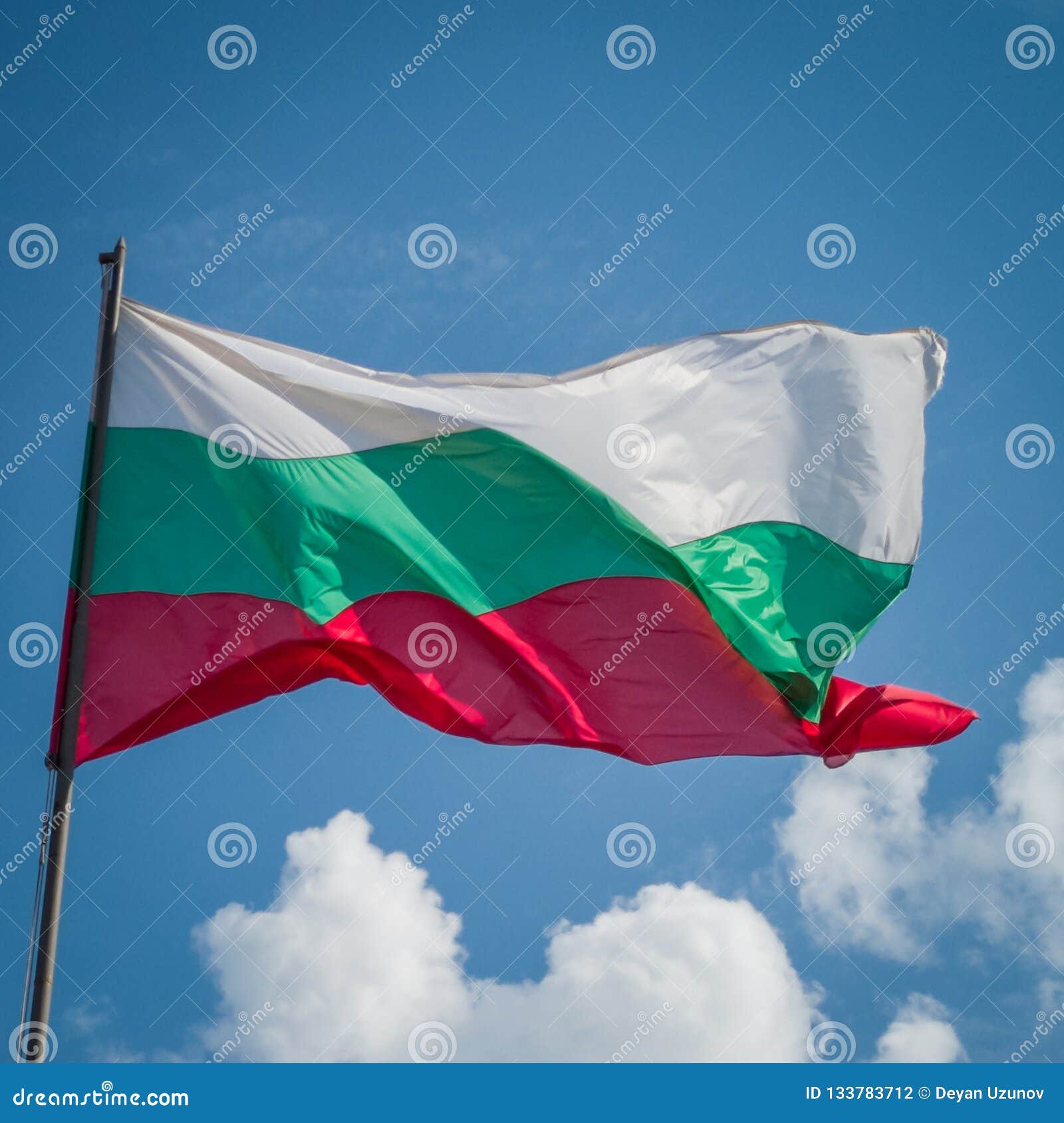 Bulgarian Rose Images, HD Pictures For Free Vectors Download - Lovepik.com