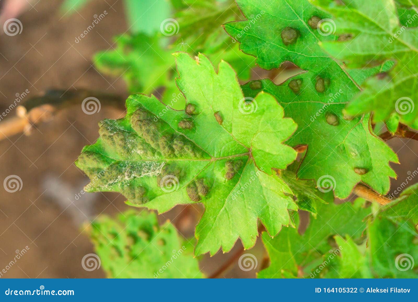 Болезни Винограда На Листьях Фото