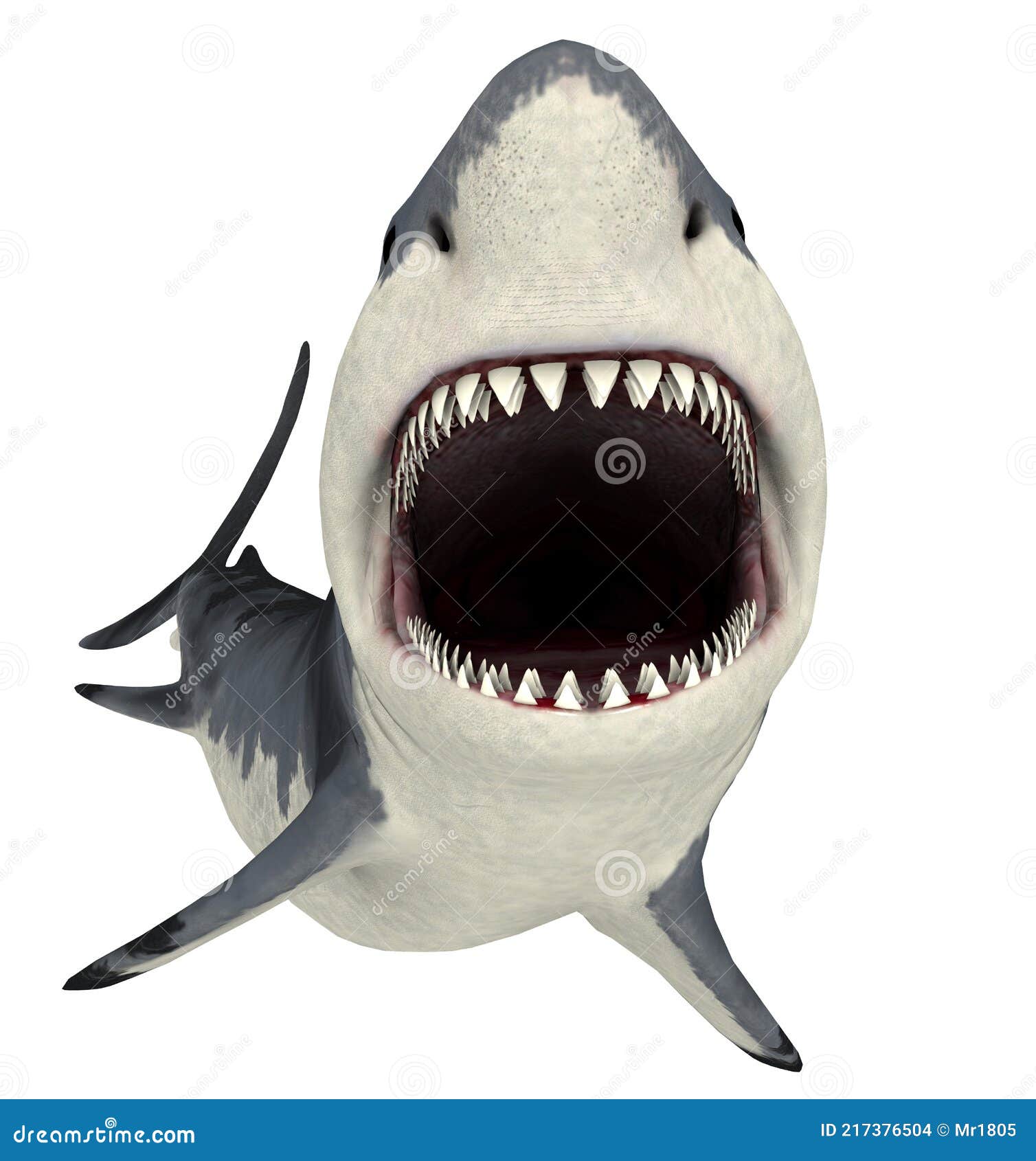 большая белая акула изолирована на белом фоне Иллюстрация штока -  иллюстрации насчитывающей вне, произведено: 217376504