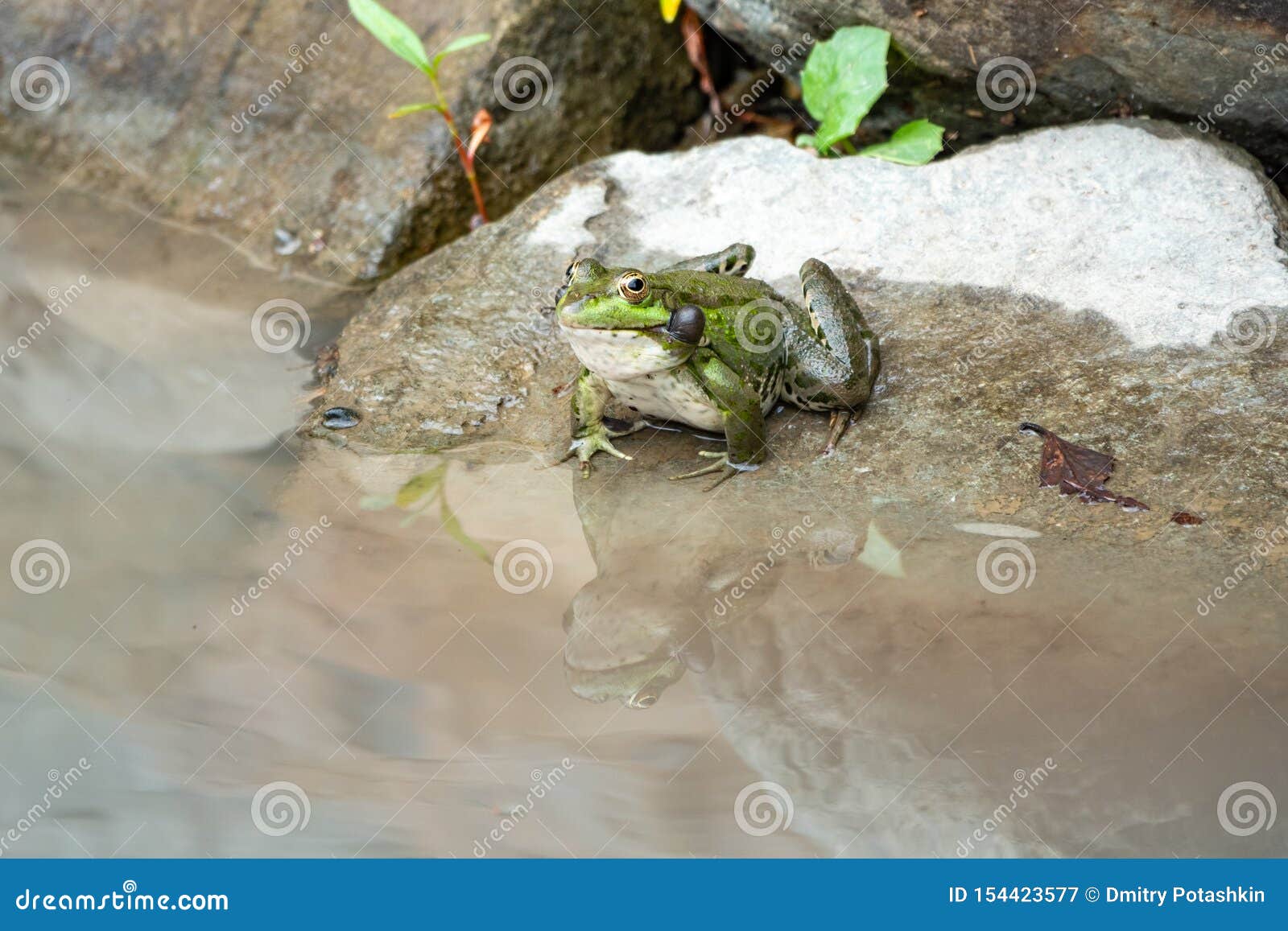 На чем сидит лягушка в болоте