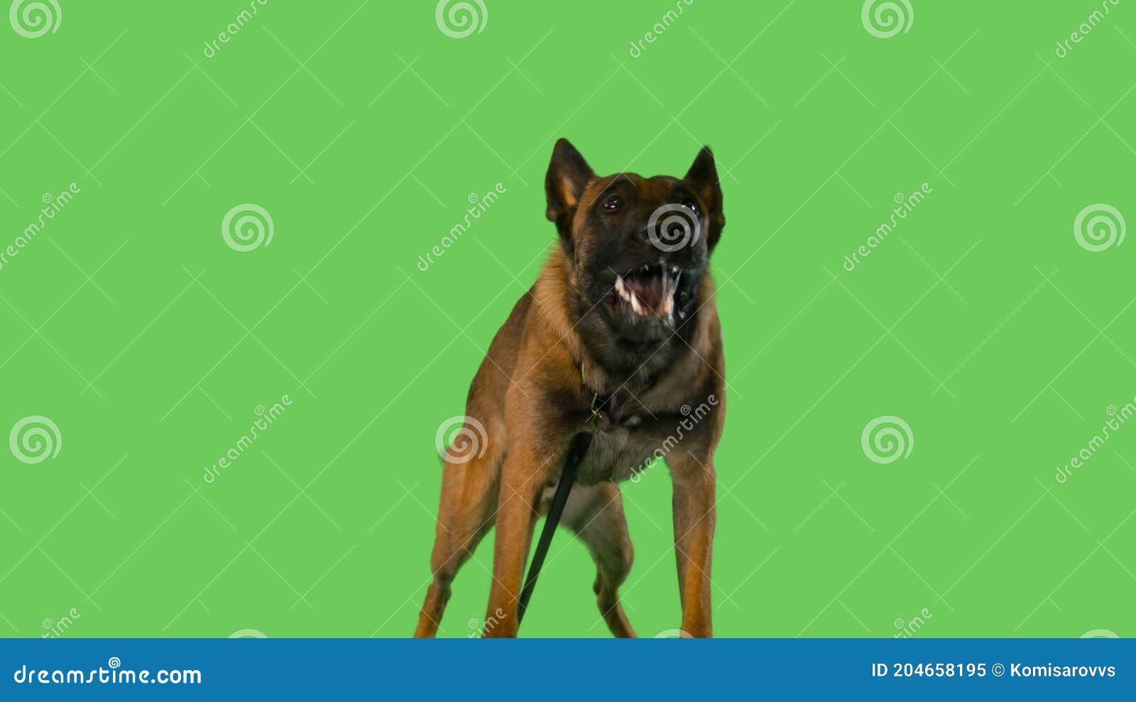 Собака гавкает овчарка мем юля хризантема Собака лает постоянно! Dog Lover Дзен