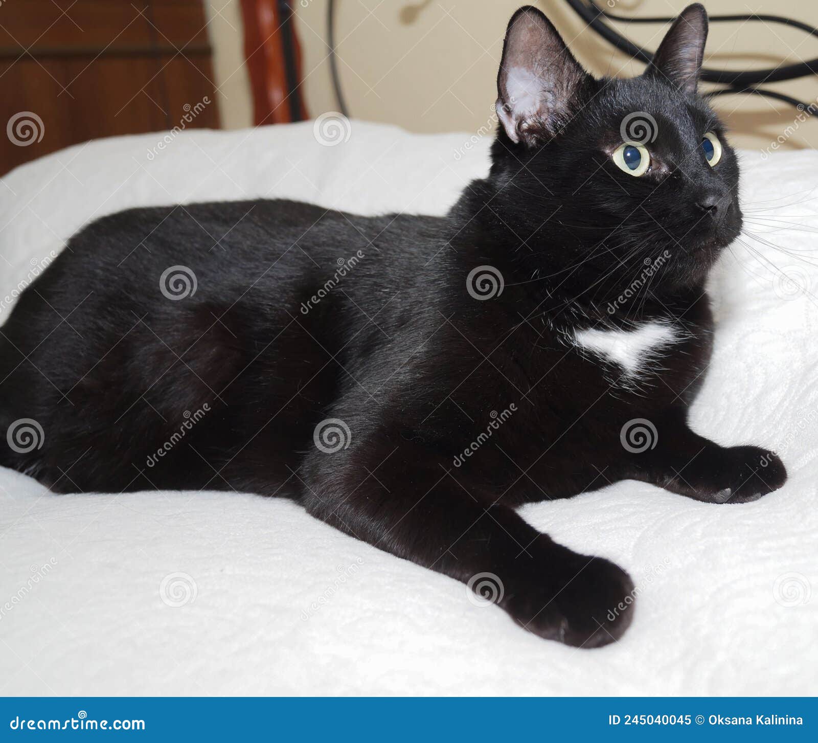 большая чёрная кошка лежит на белом листе. изолировано на белом фоне.  Стоковое Изображение - изображение насчитывающей изолировано, ангстрома:  245040045