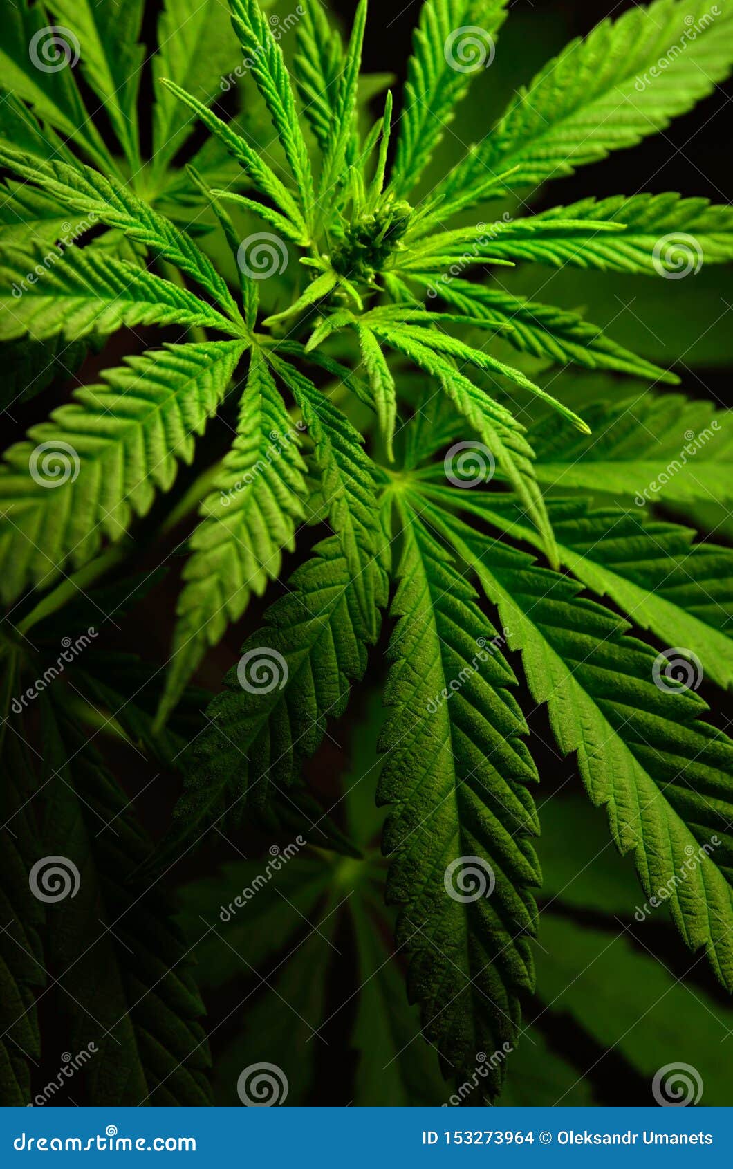 Картинка конопля большие для марихуаны