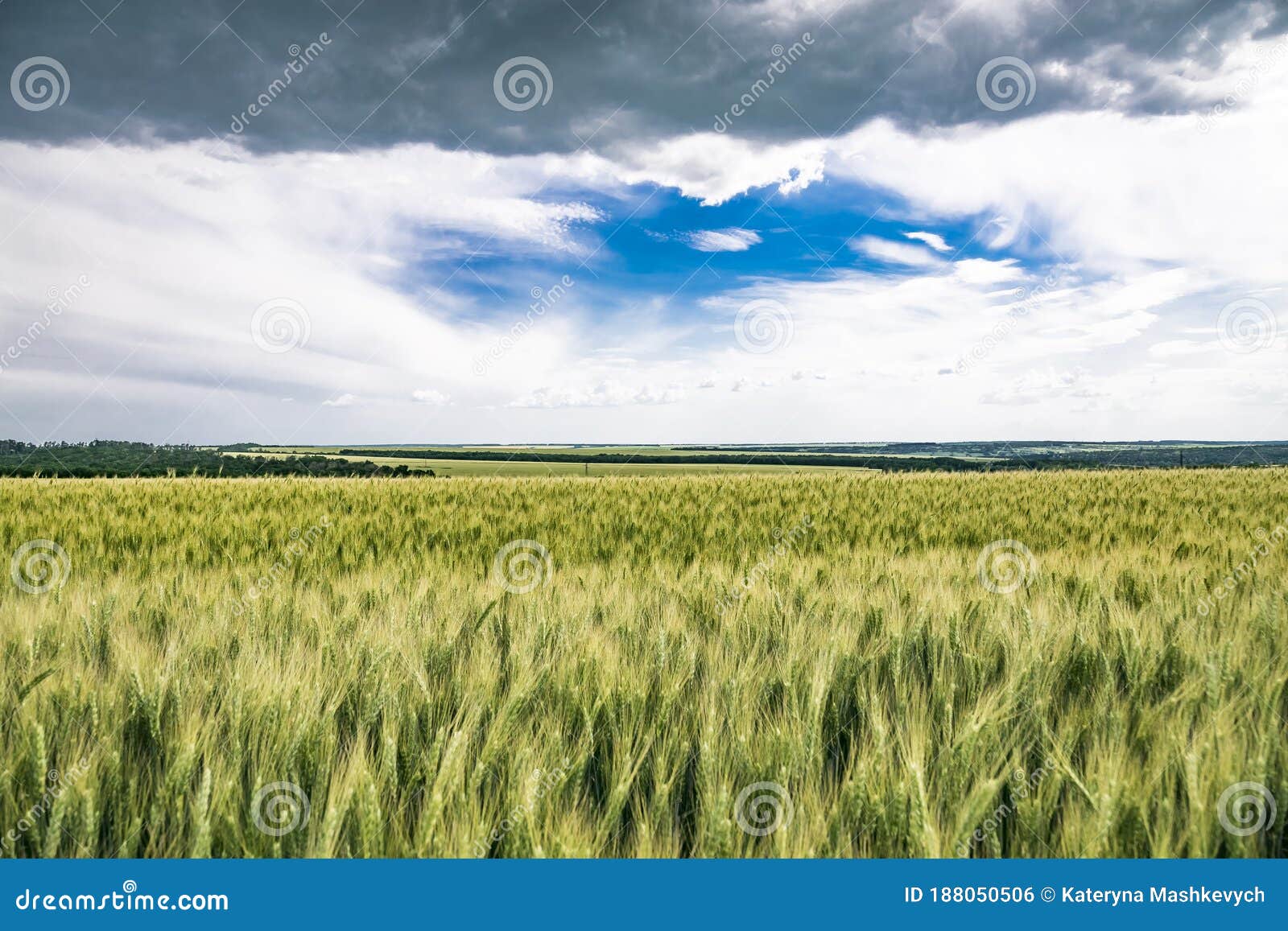 Поле с рожью