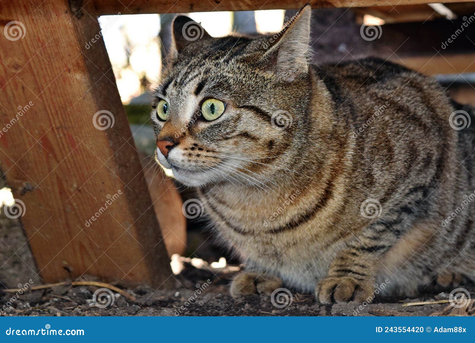 большой домашний кот похож на дикого кота вероятный потомка фелиса Стоковое  Фото - изображение насчитывающей звероловство, блестнян: 243554420