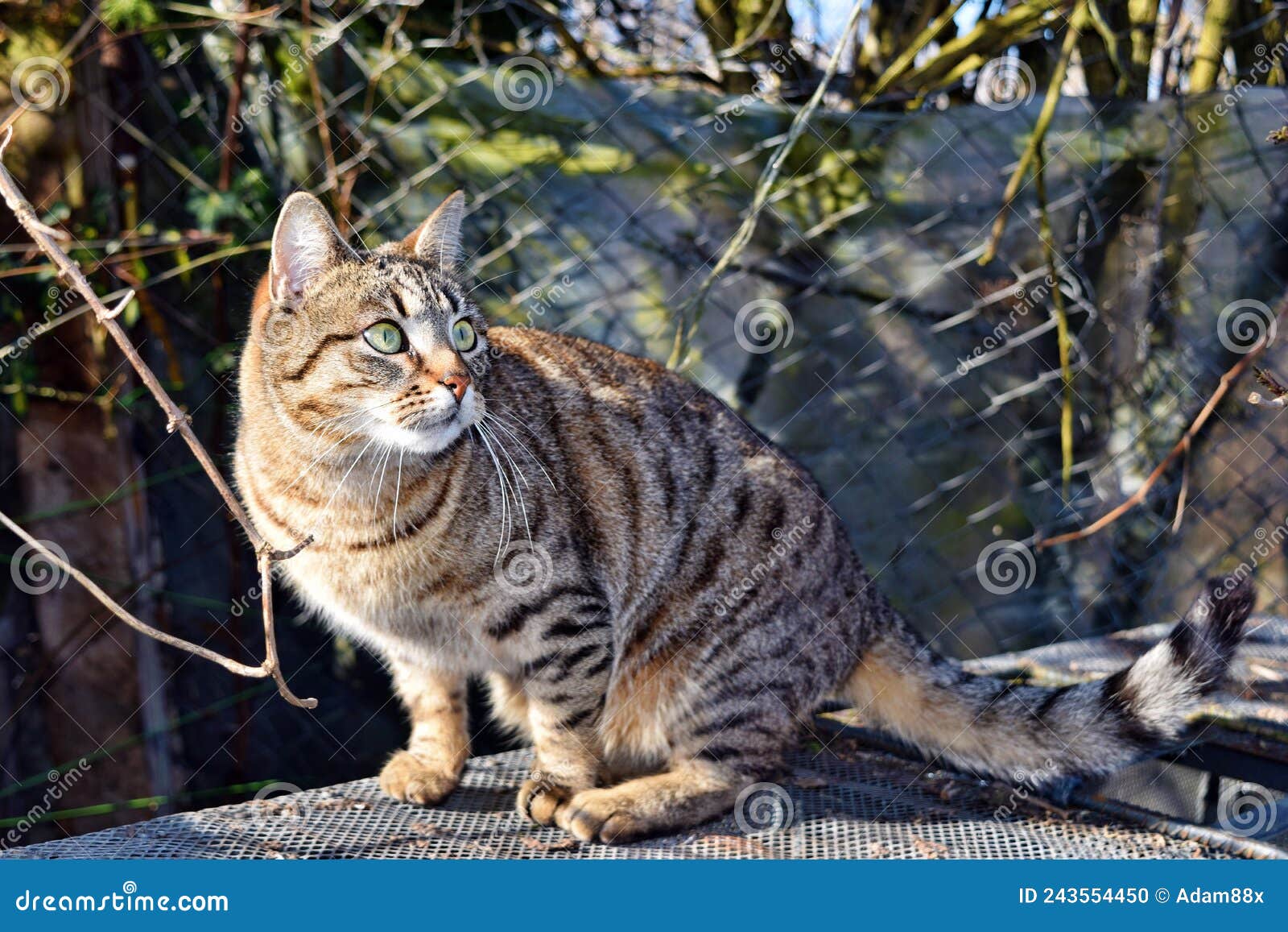 большой домашний кот похож на дикого кота вероятный потомка фелиса Стоковое  Фото - изображение насчитывающей лужайка, звероловство: 243554450