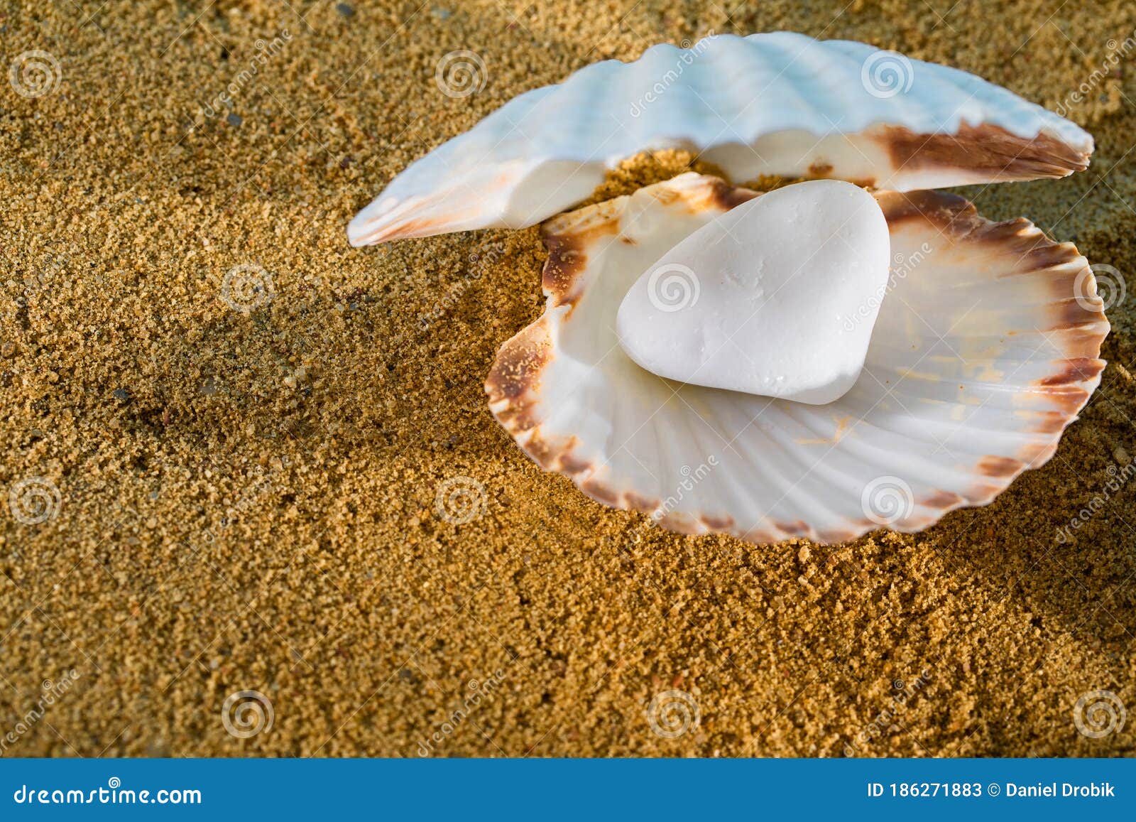 Большой жемчужины в раковине моллюск находится на берегу моря во влажномскрипе. Побережье полностью сырого скрипа Стоковое Изображение -изображение насчитывающей рай, зерно: 186271883