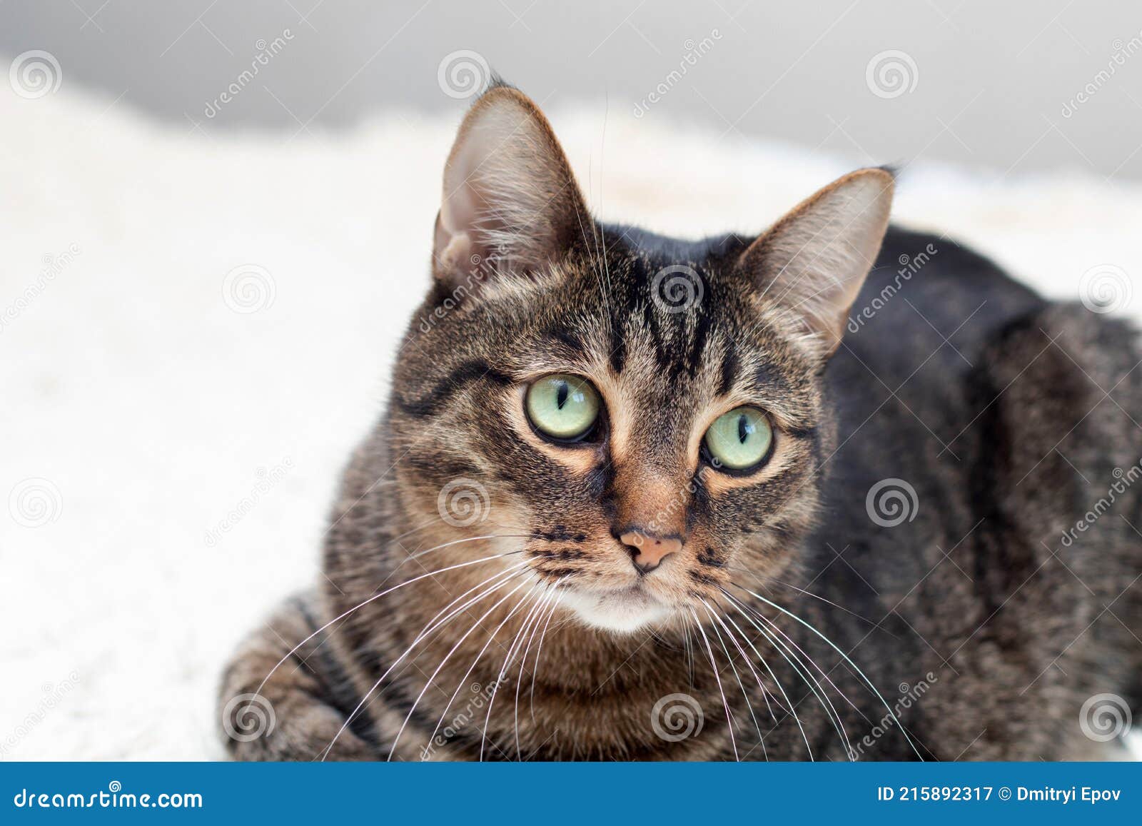 большой кот удивительной красоты. табби-кот с удивленным видом отдыхает на  диве. кот с кисточками на ушах Стоковое Изображение - изображение  насчитывающей киска, тучно: 215892317