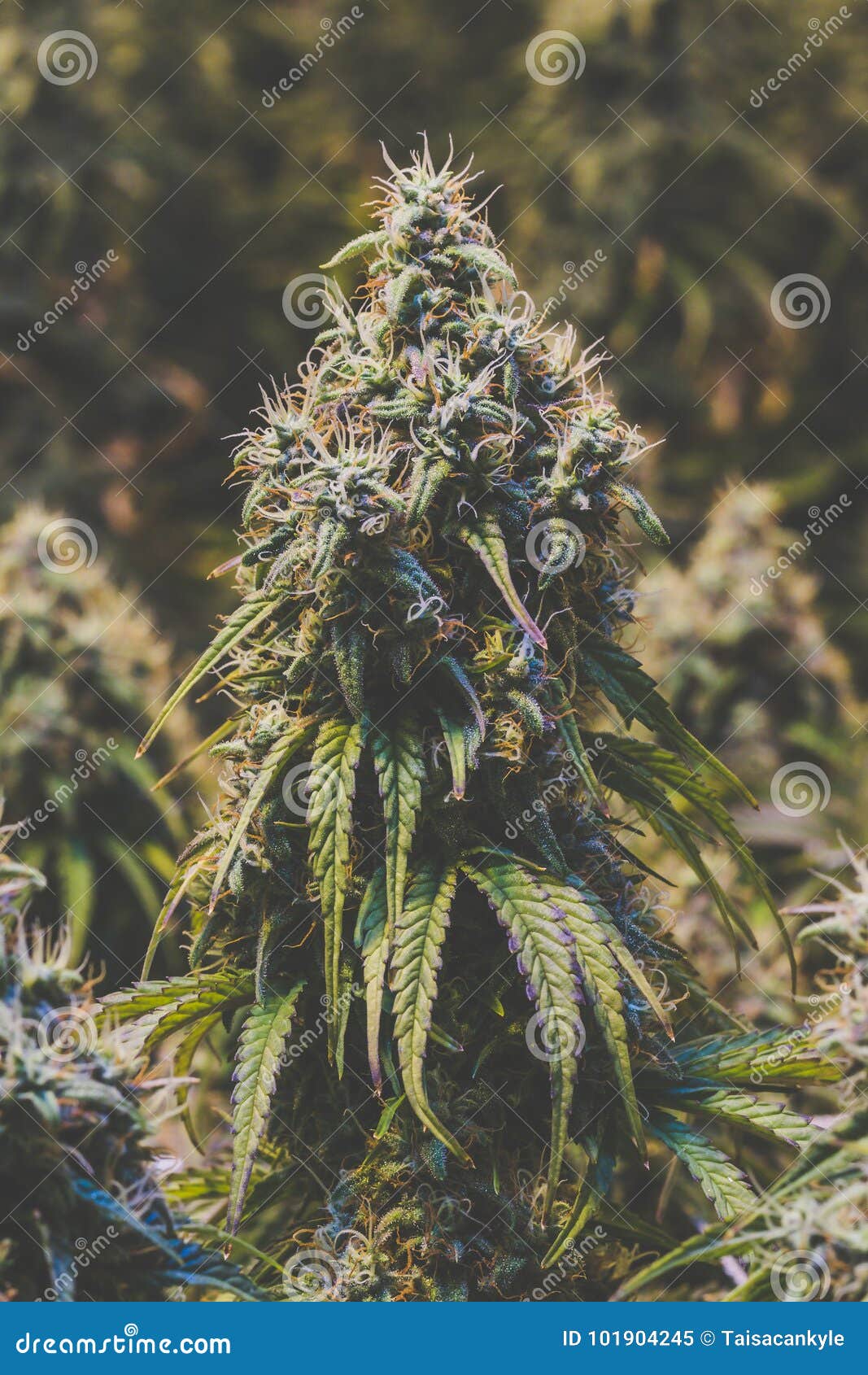 Цветок марихуана фото очищение от марихуаны