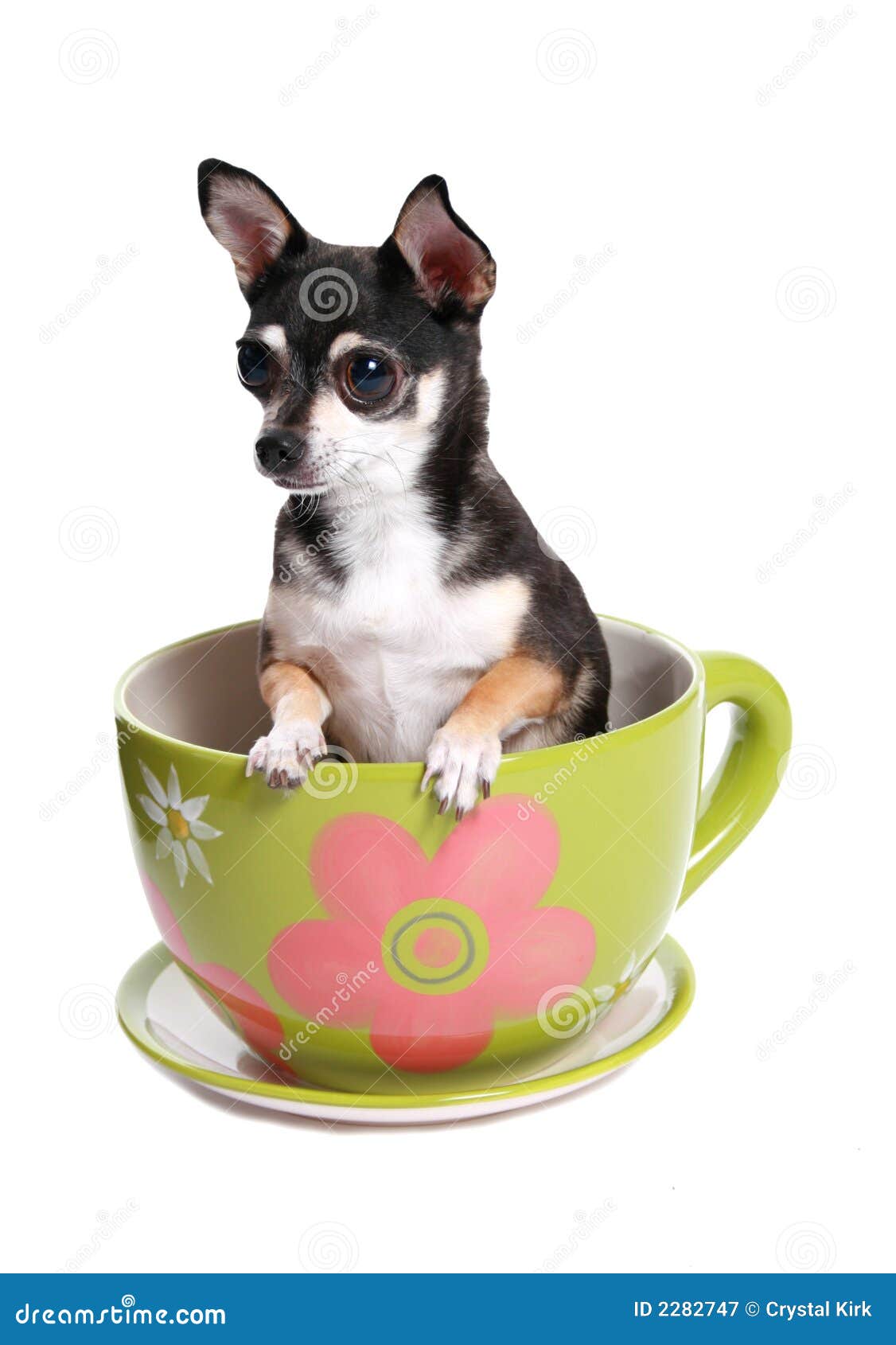 Можно собаке чай