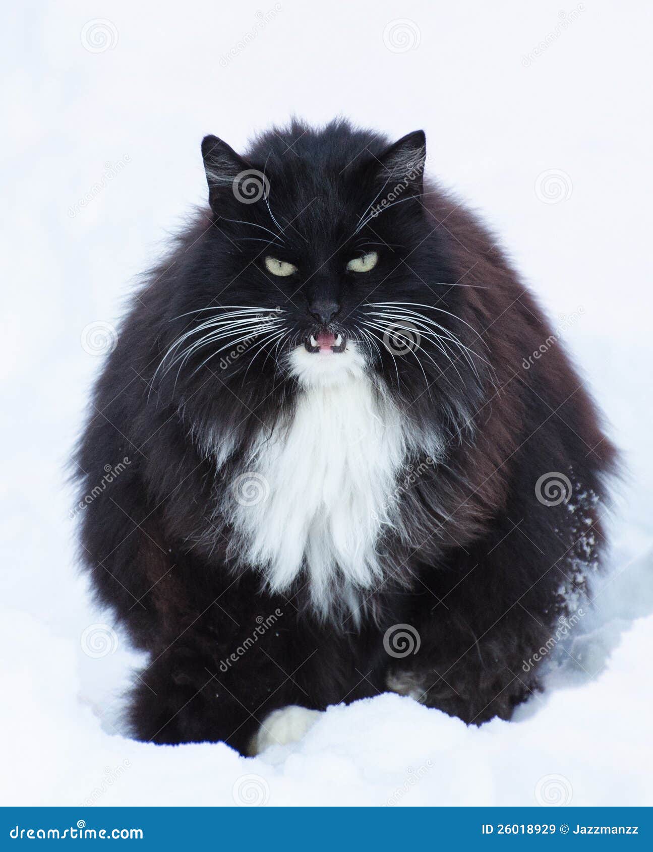 Большой черный кот стоковое изображение. изображение насчитывающей  симпатично - 26018929