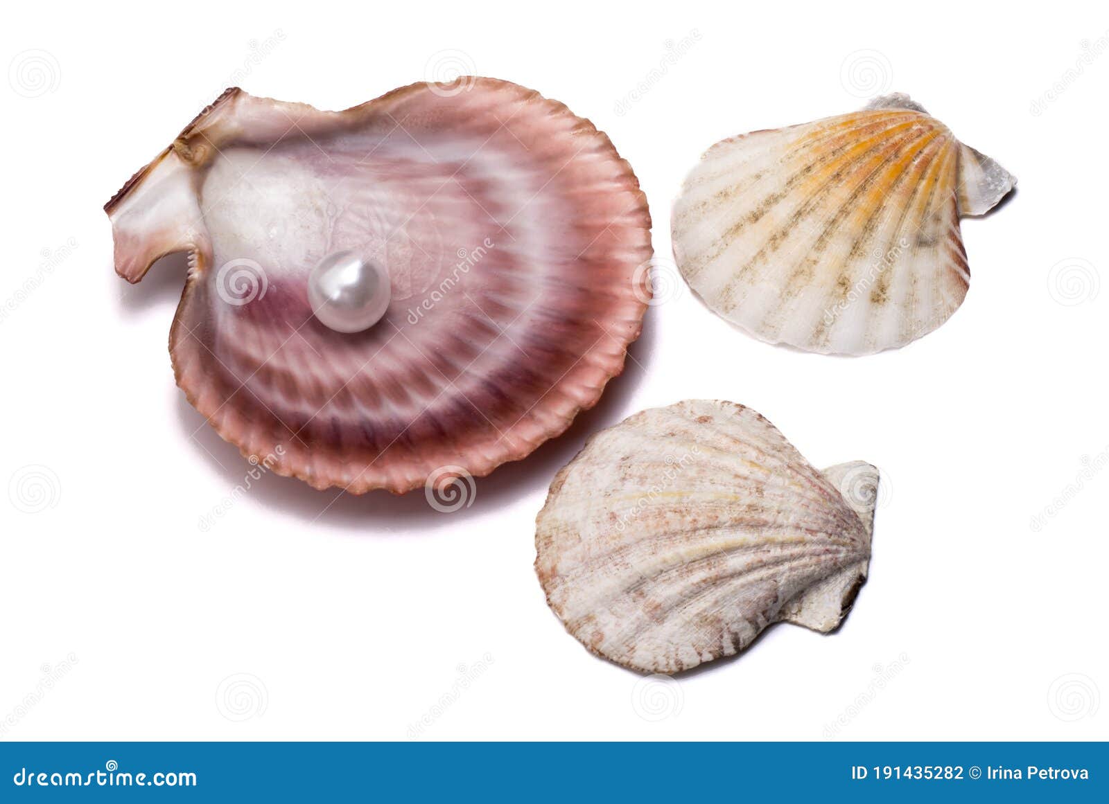 Большой Seashell Scallop с жемчужиной и 2 малых ракушек на белом фонеСтоковое Фото - изображение насчитывающей наяда, картина: 191435282