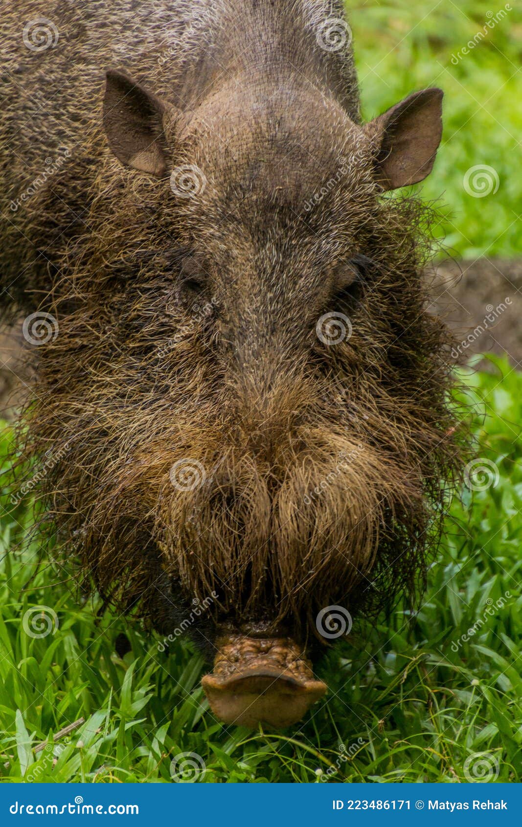 Питание и образ жизни бородатых свиней с острова Борнео