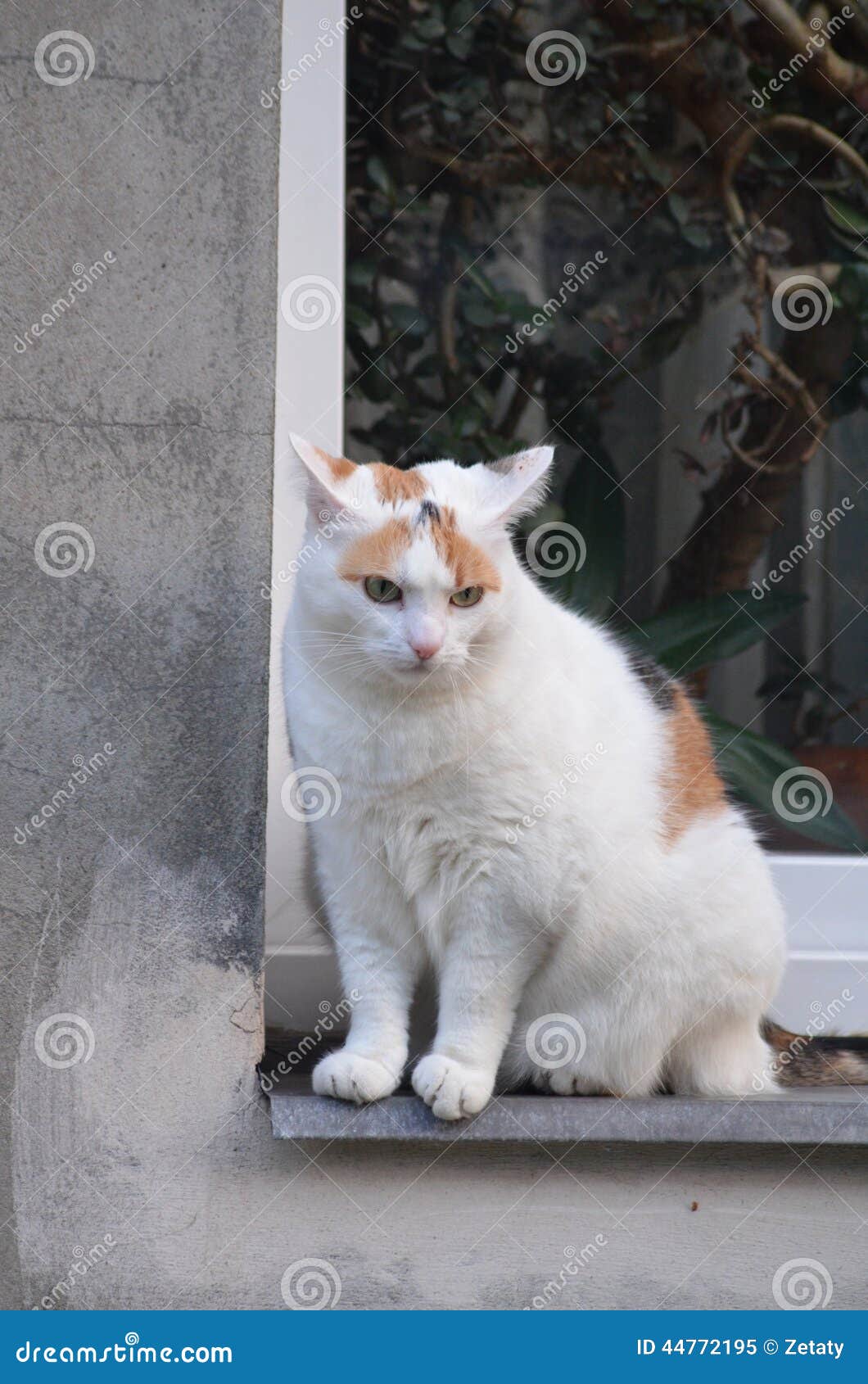 Большая кошка на окне стоковое изображение. изображение насчитывающей дом -  44772195