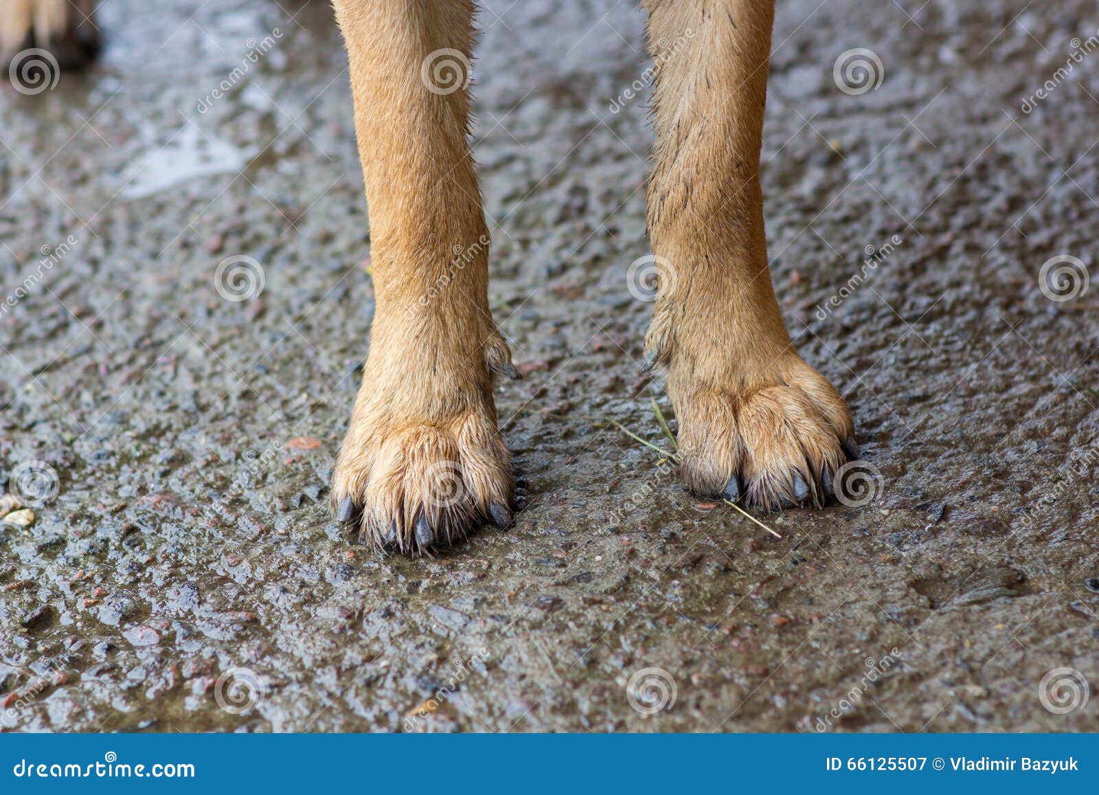 Feet dog