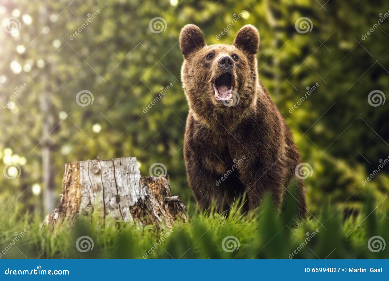 Медведь на зеленом фоне