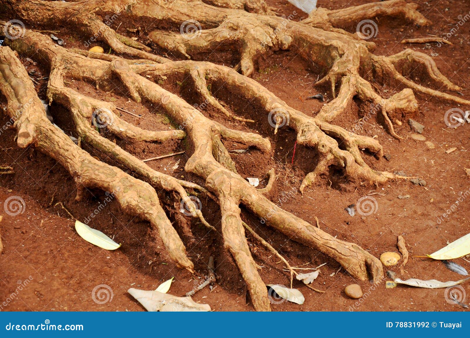 Больший корень это. Большие корни. Большое дерево с корнями. Корень бол. Корень больше.