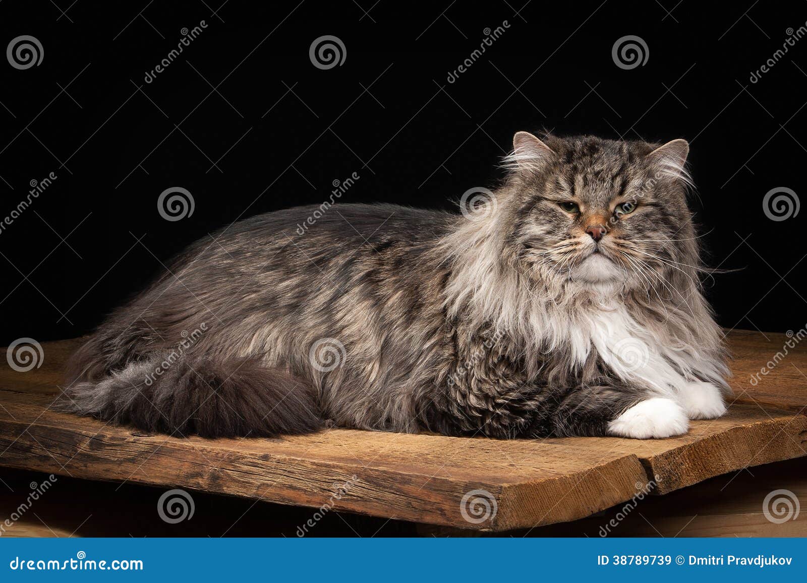 Большой сибирский кот на черной предпосылке с деревянной текстурой Стоковое  Изображение - изображение насчитывающей кот, больш: 38789739