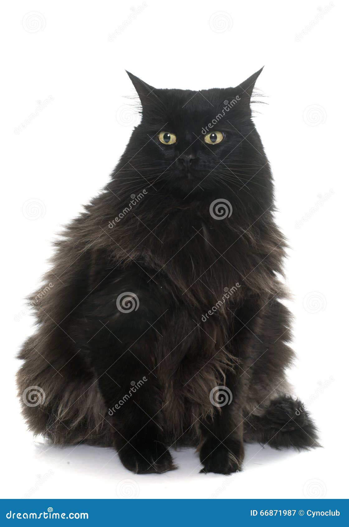 Большой черный кот стоковое изображение. изображение насчитывающей любимчик  - 66871987