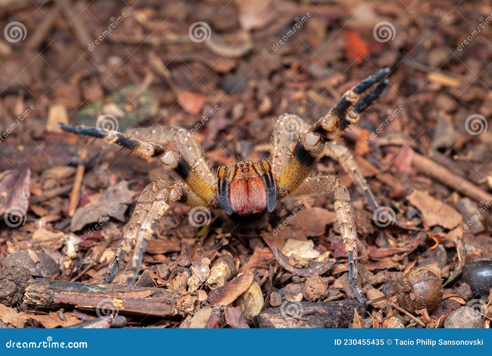 "Wandering Spider" Изображения: просматривайте стоковые фотографии, векторные из