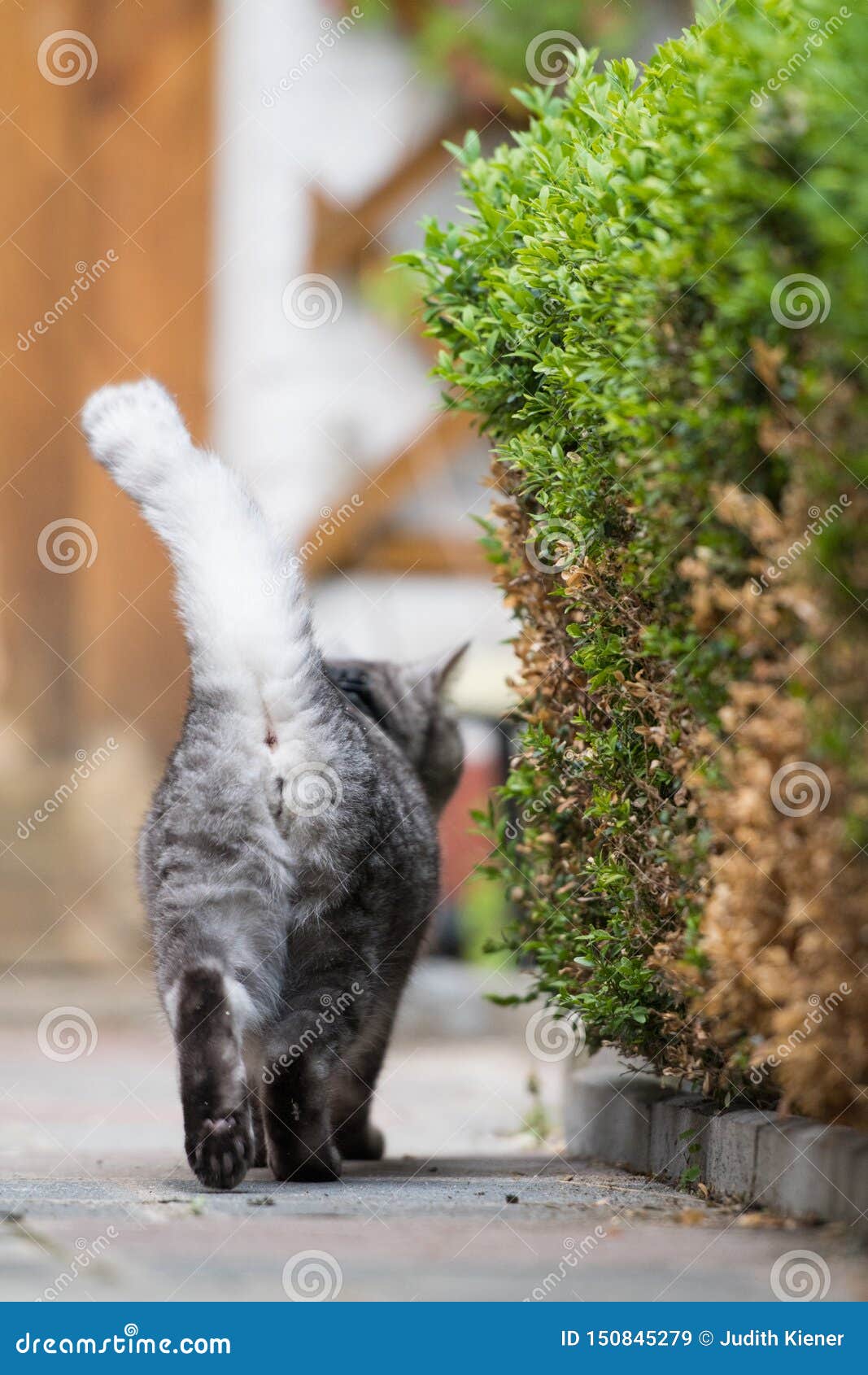 Кошка Сзади Фото Кошка Сзади Фото