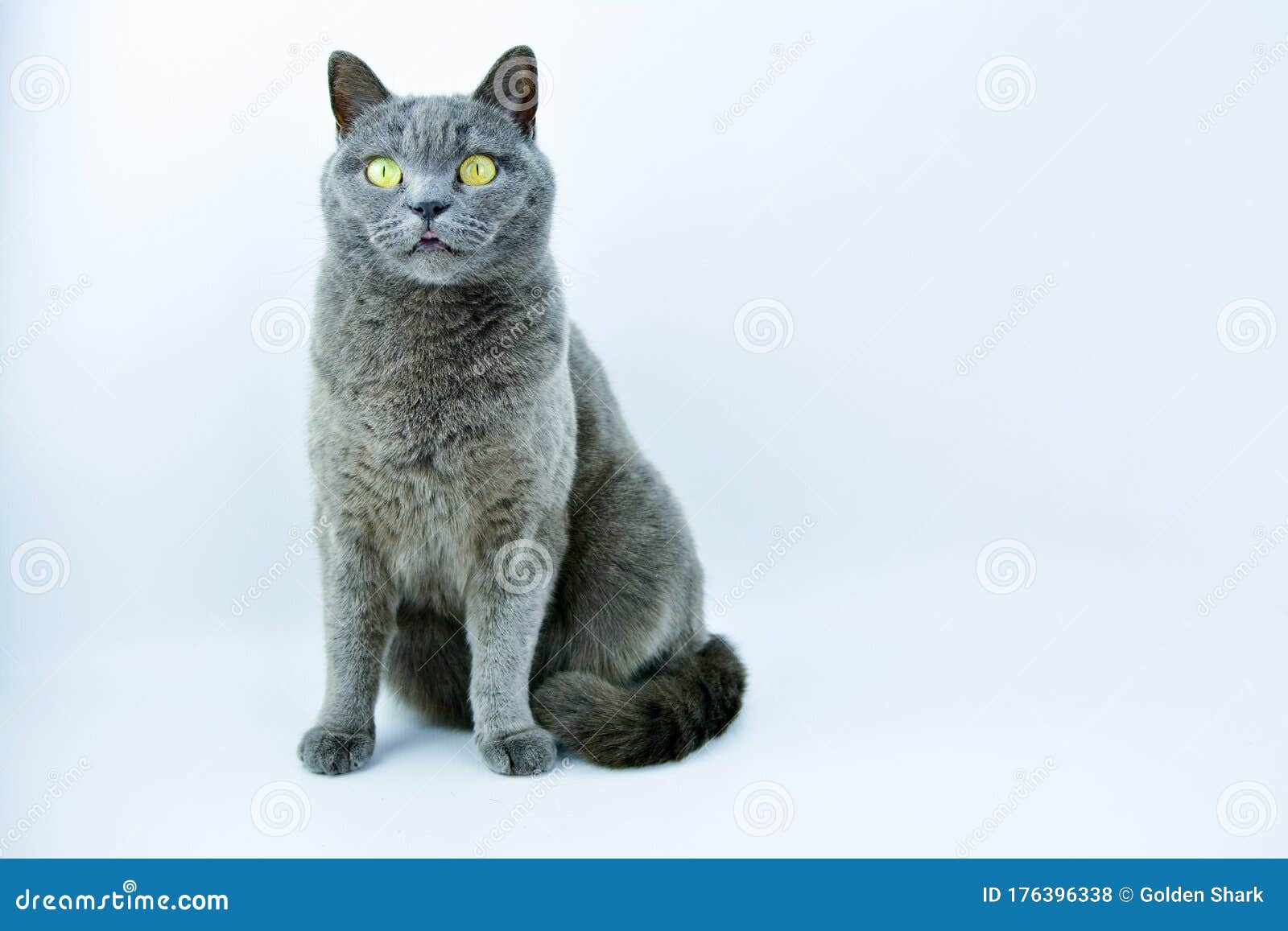 Фото Серой Голубой Кошки Фото Серой Голубой Кошки