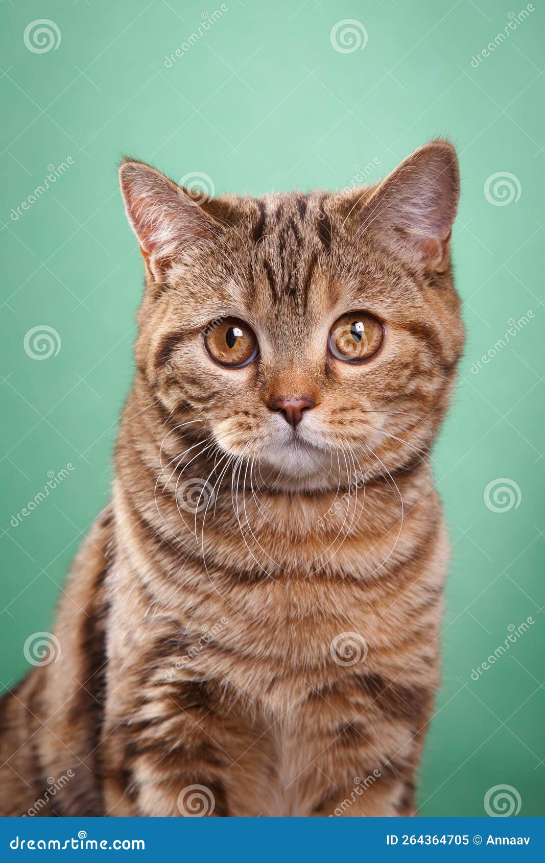 Кот на зеленом фоне