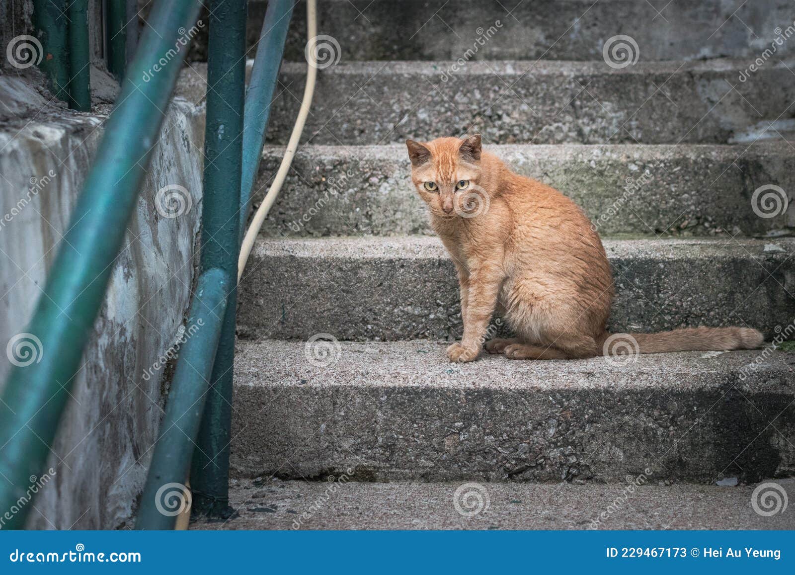Бездомный кот