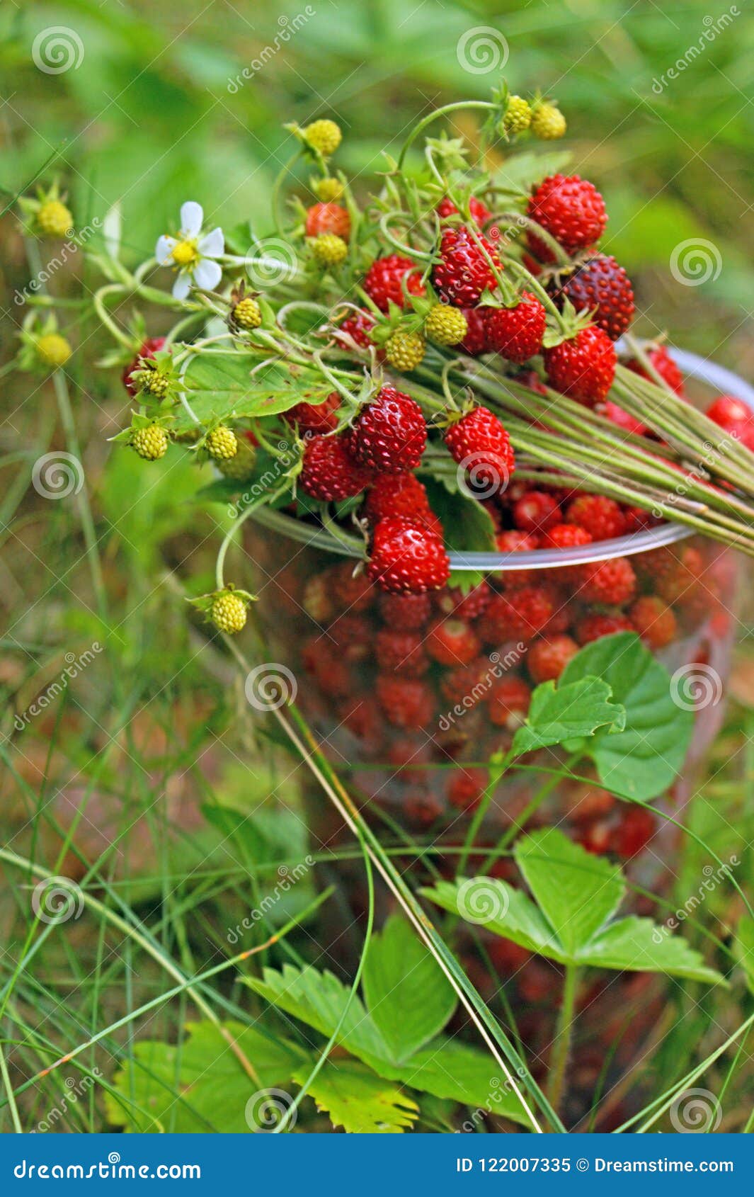 Клубника лесная фото в лесу