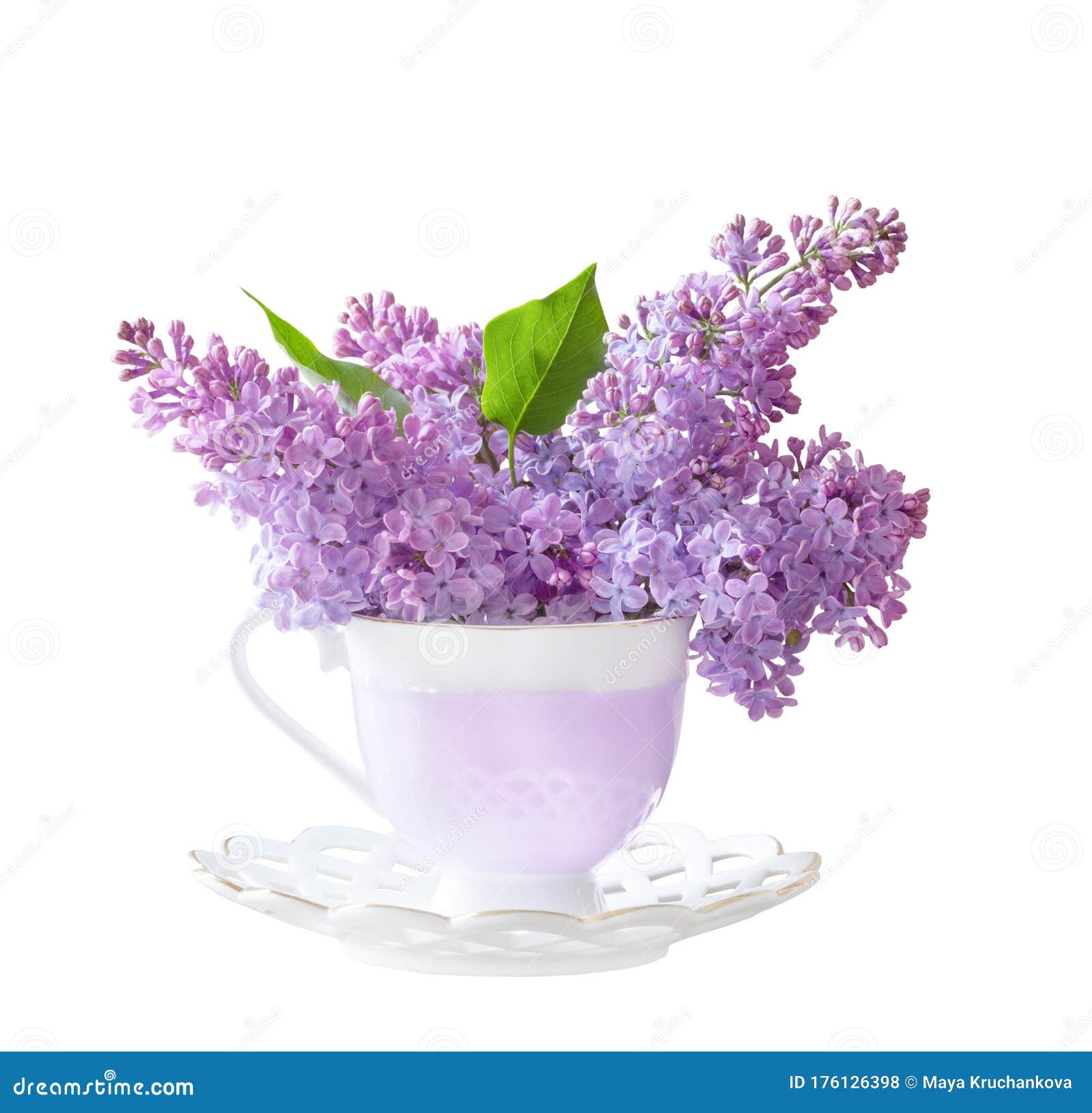 Сирень на белом фоне