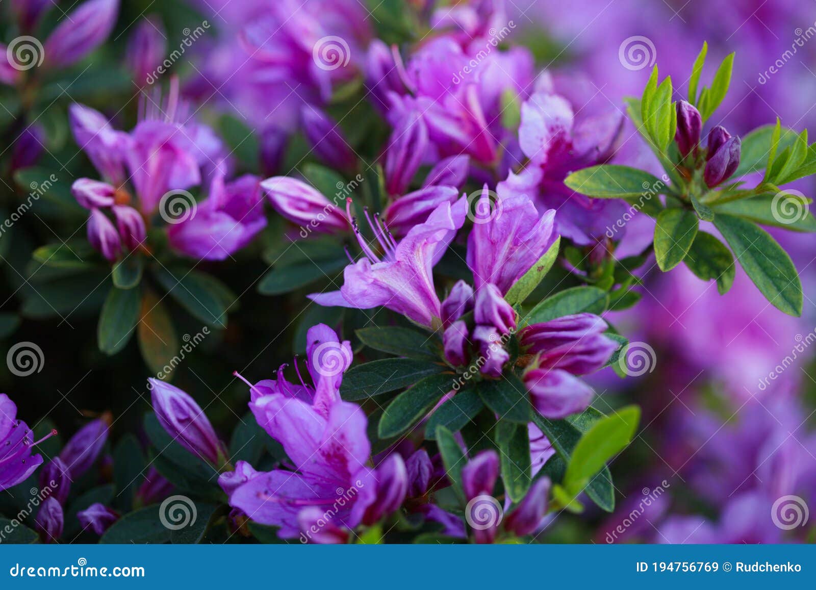 Фото Букета Цветов Фиолетового Цвета