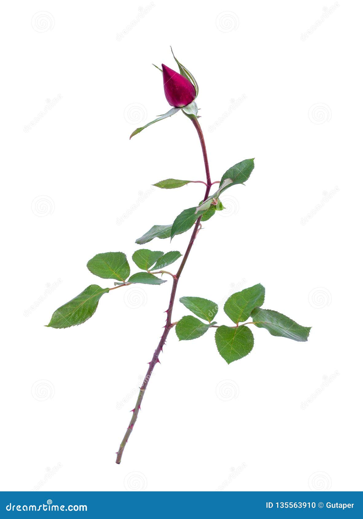Бургундская роза в бутоне изолированном на белой предпосылке Стоковое Фото  - изображение насчитывающей утло, подарок: 135563910