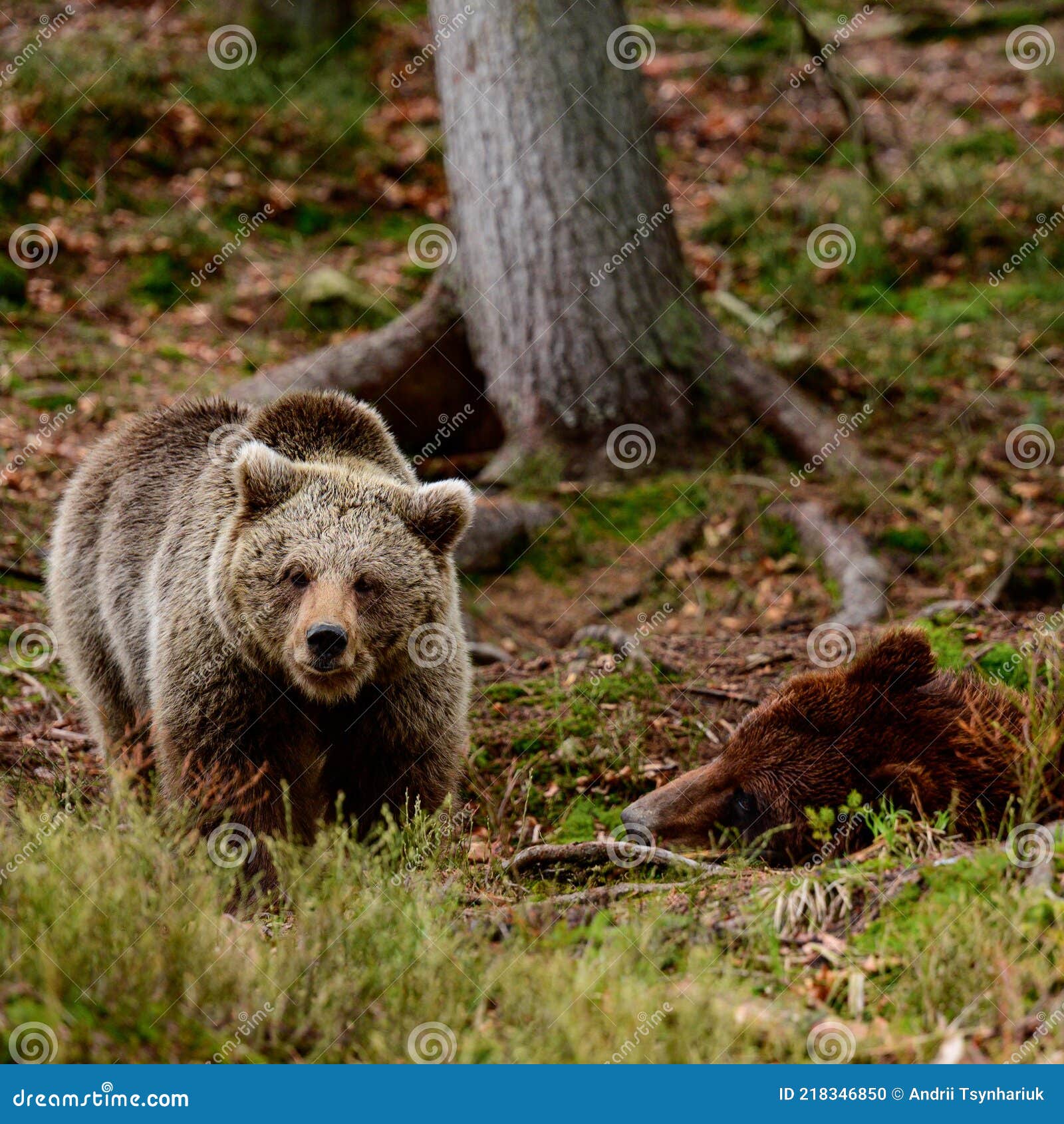 бурые медведи в дикой природе крупное млекопитающее после спячки хищник в  диком лесу и дикой природе Стоковое Фото - изображение насчитывающей  млекопитающее, сторона: 218346850