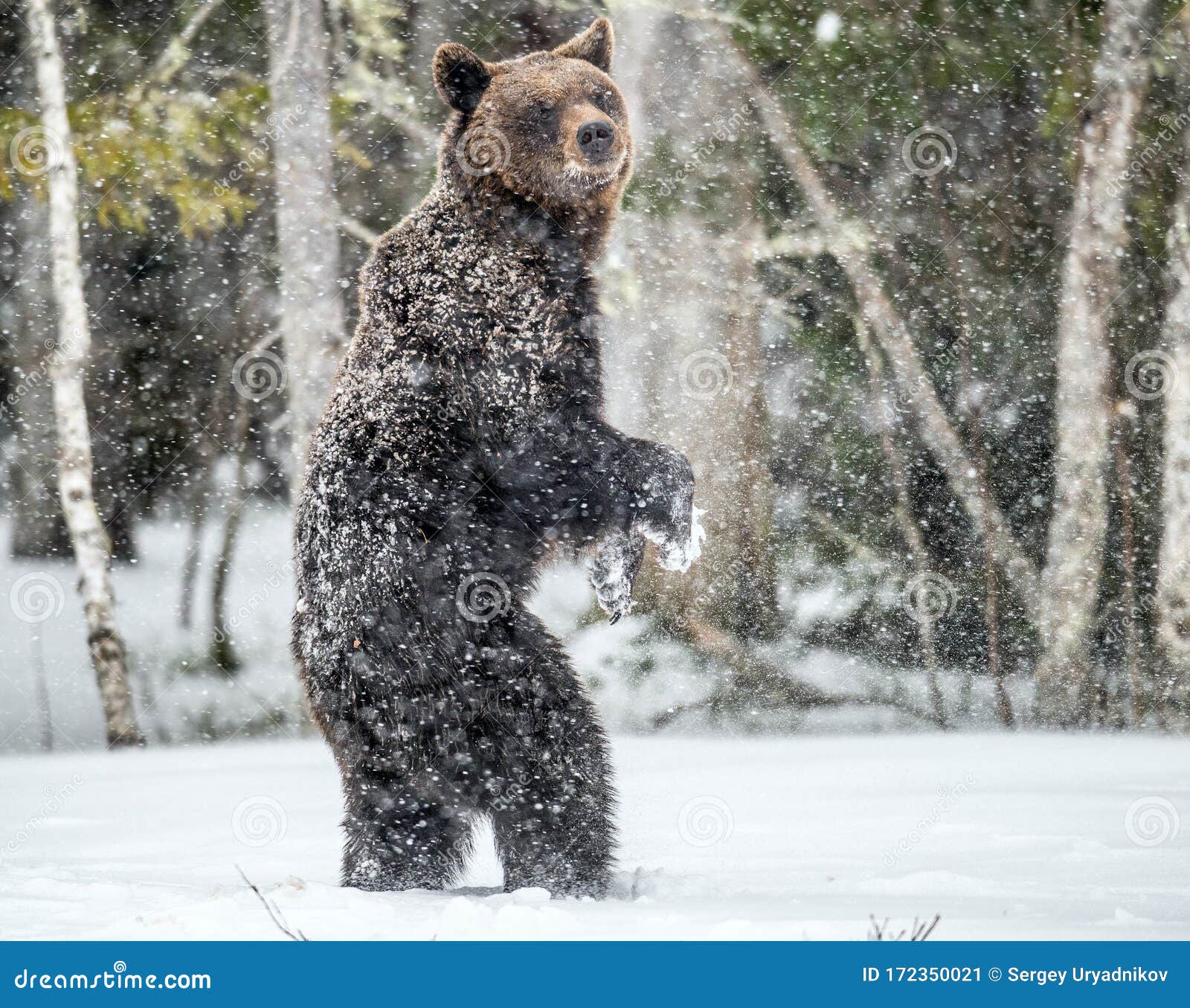 Медведь Зимой Фото