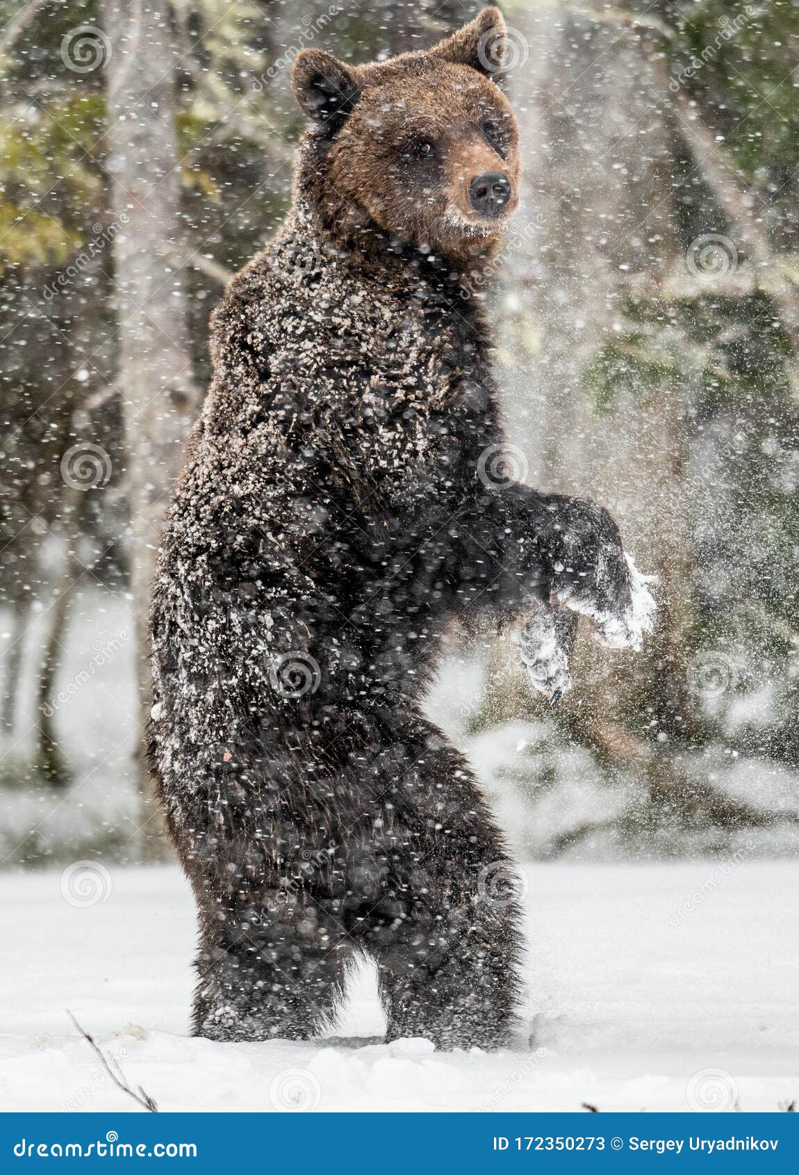 Бурый медведь, стоя на задних лапах, зимой в лесу на снегу. Стоковое  Изображение - изображение насчитывающей снежинки, научно: 172350273