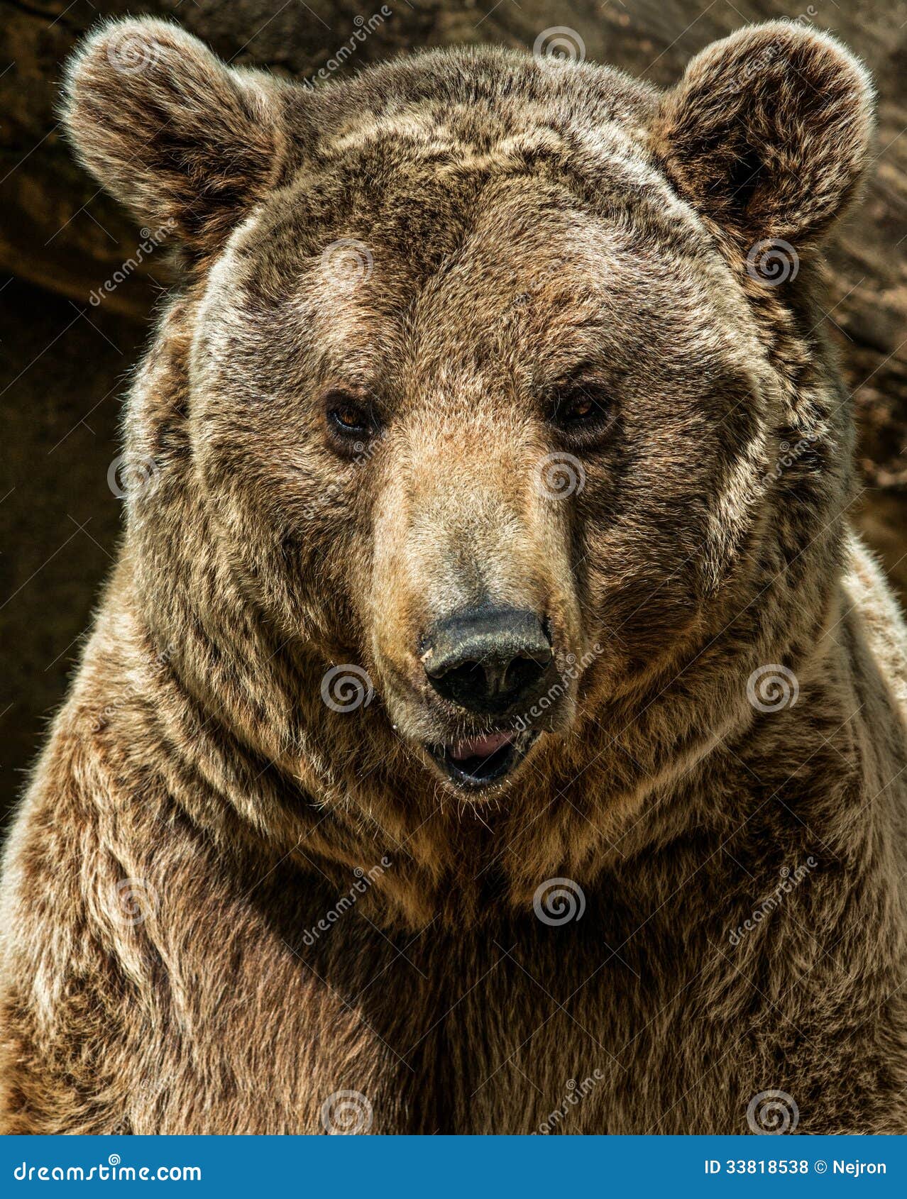 Медведь морда