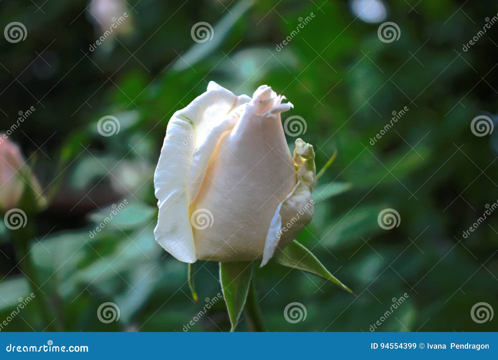 Бутон белой розы стоковое изображение. изображение насчитывающей природа -  94554399