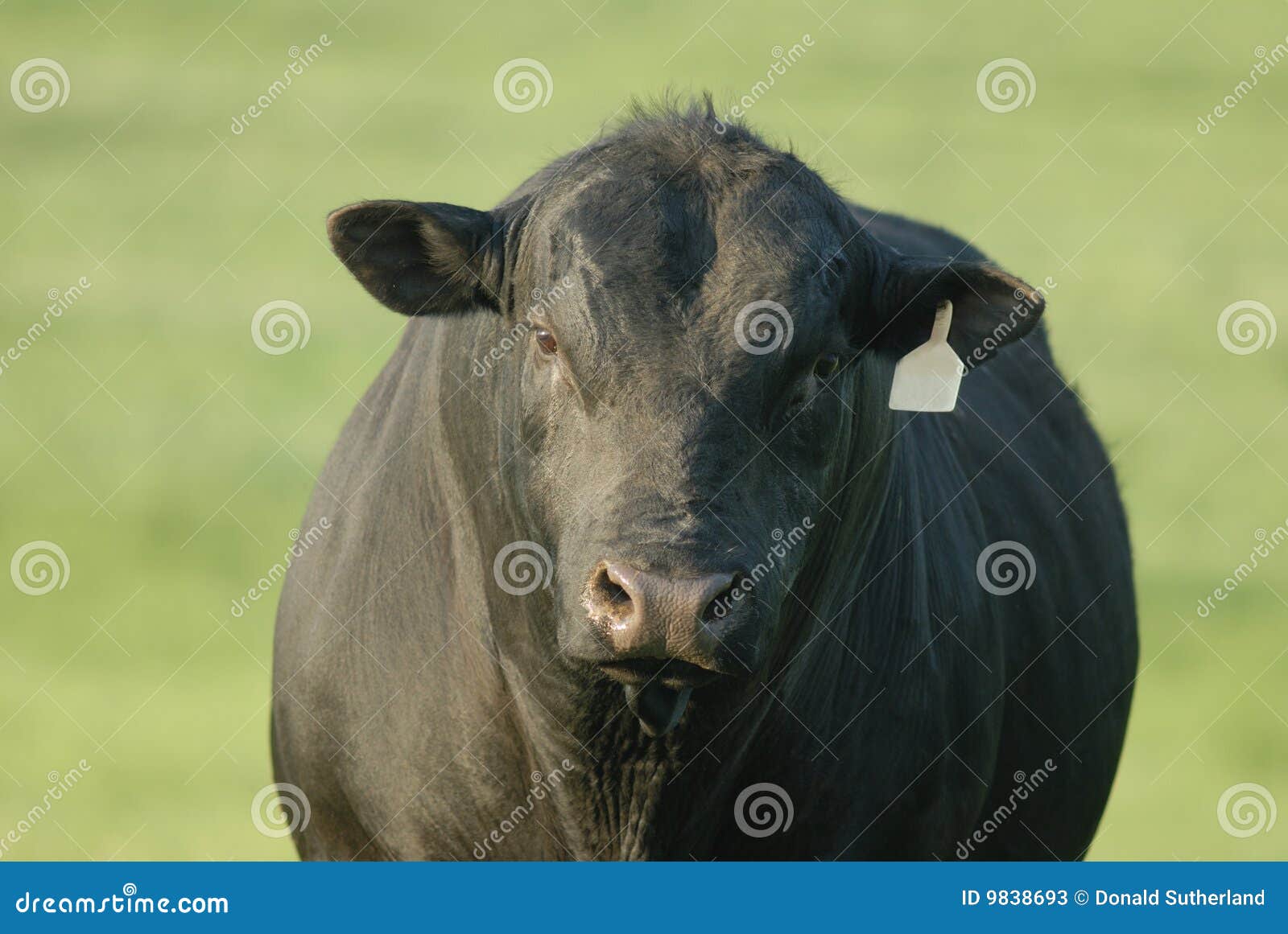 бык angus черный стоковое изображение. изображение насчитывающей ферма -  9838693